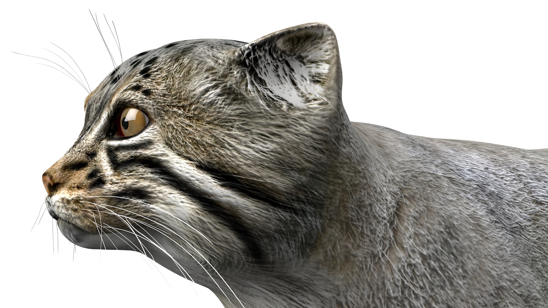 3D model Pallas Cat