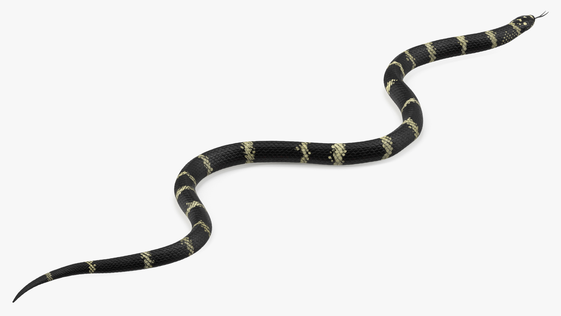 3D Eastern Kingsnake Rigged for Modo model