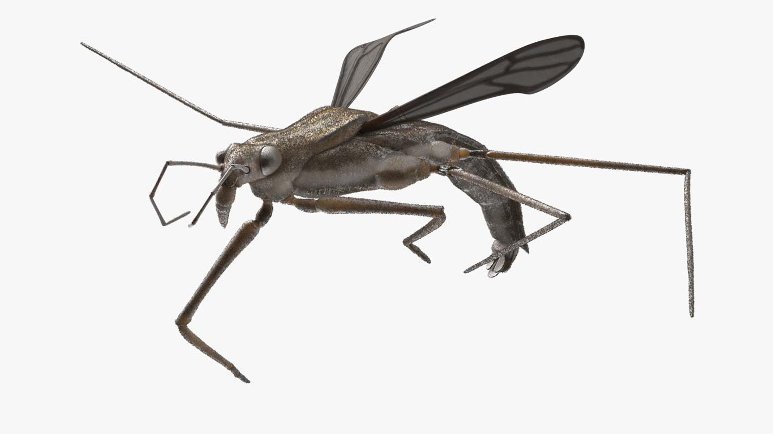 Water Strider Rigged for Maya 3D model