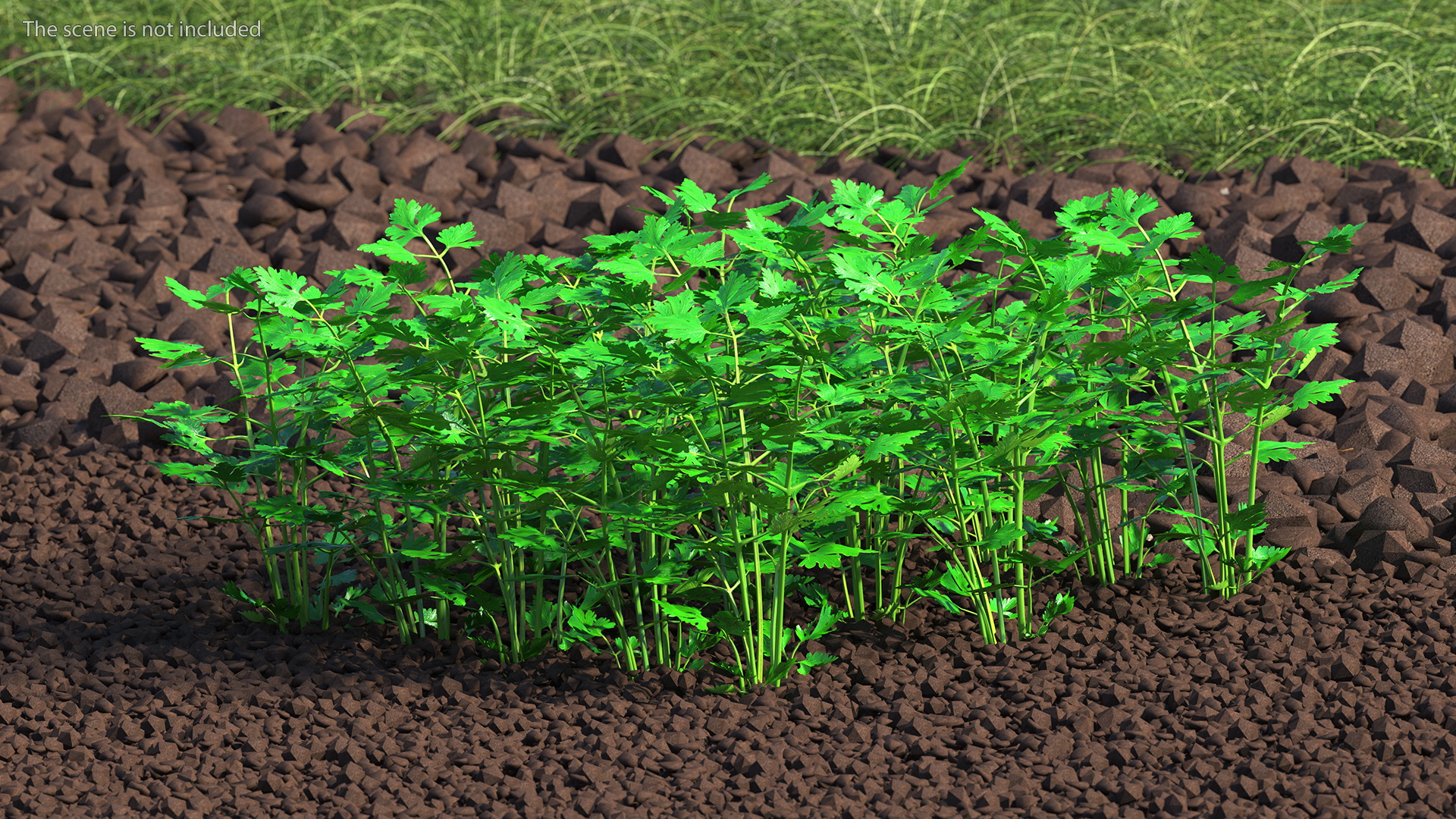 Young Parsley Bed 3D
