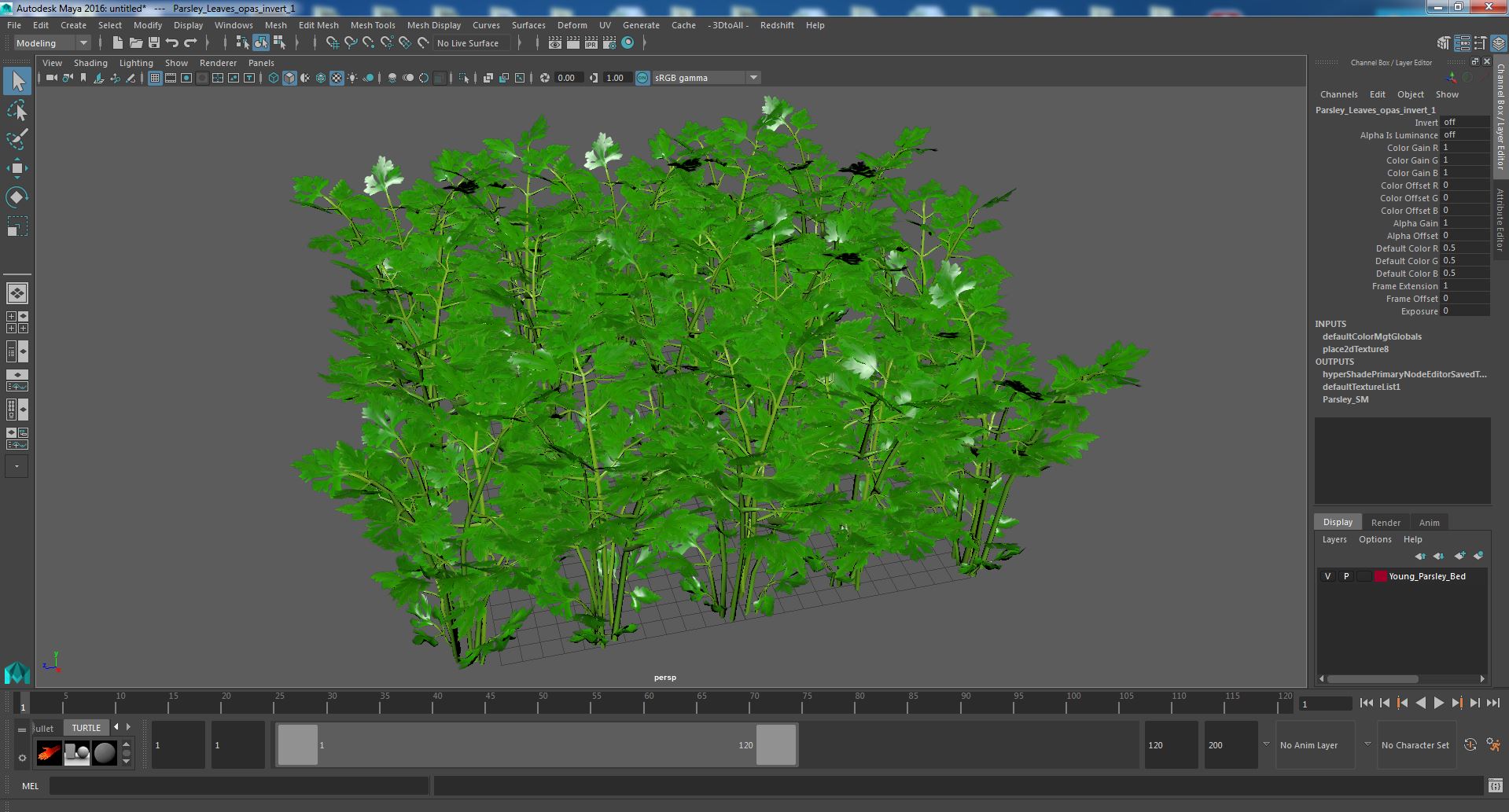 Young Parsley Bed 3D