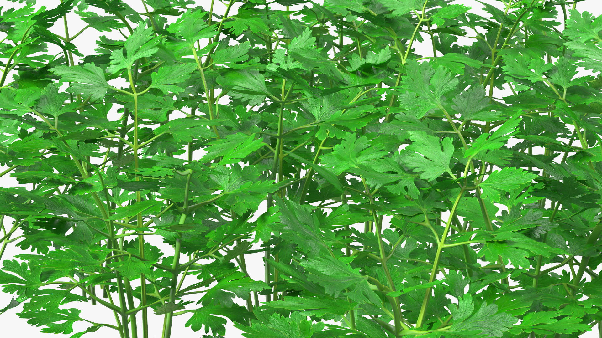 Young Parsley Bed 3D