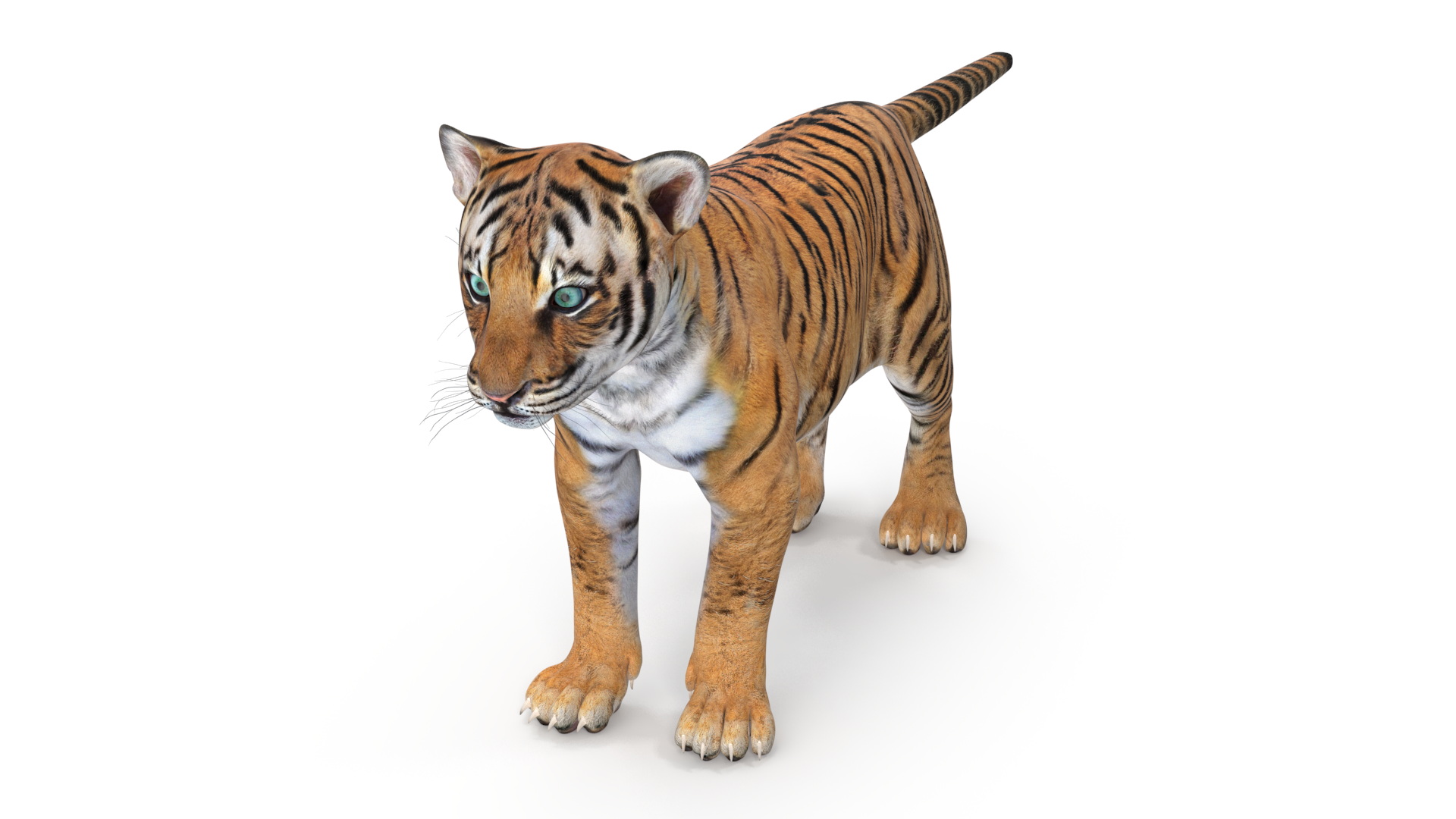 3D Tiger Cub Rigged