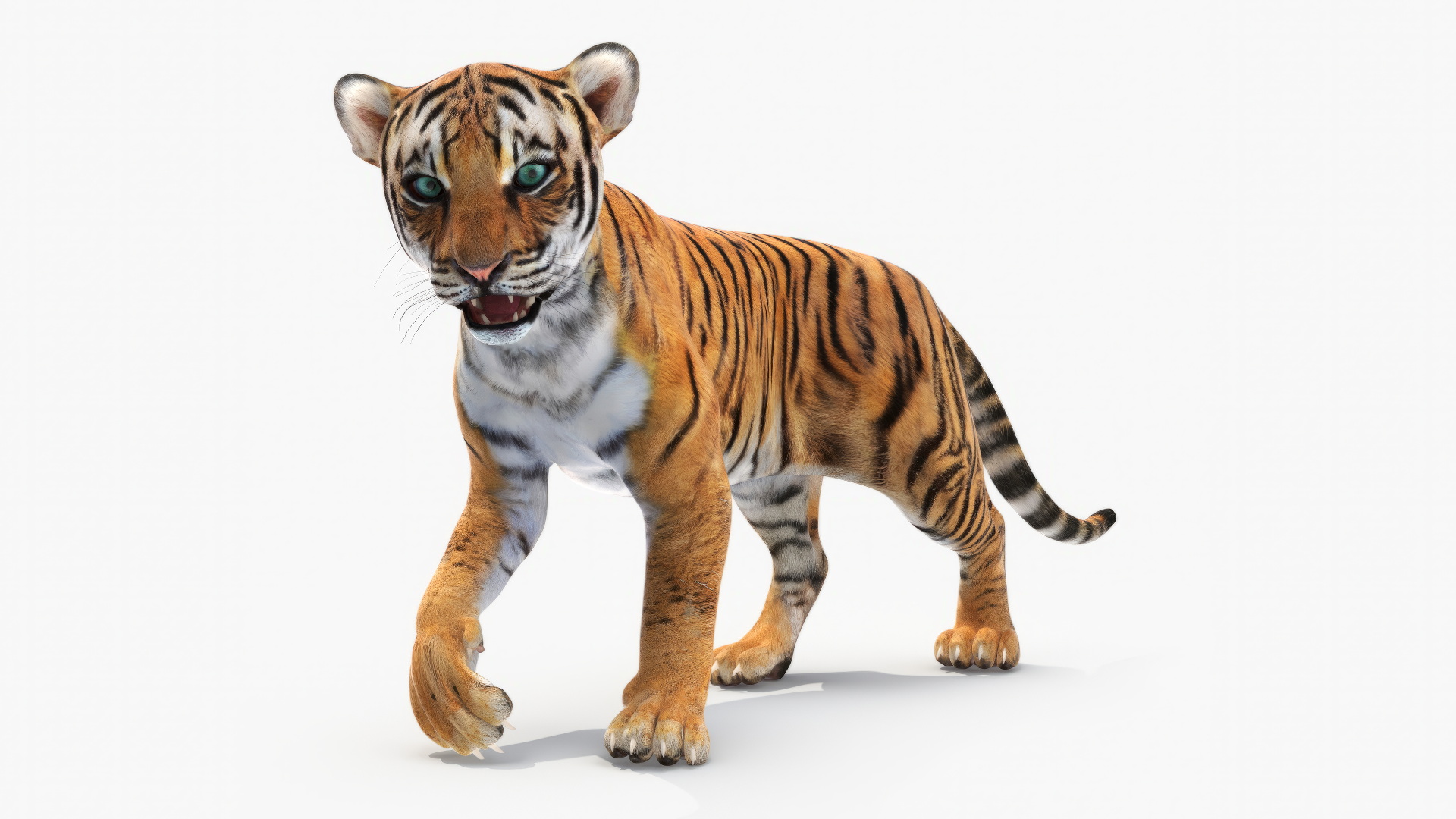 3D Tiger Cub Rigged