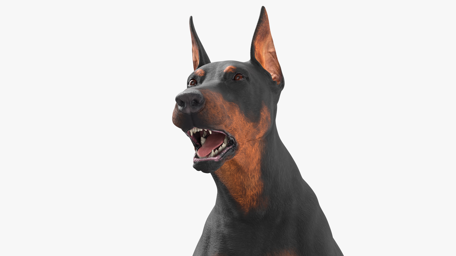 Doberman Pinscher Dog Rigged for Cinema 4D 3D