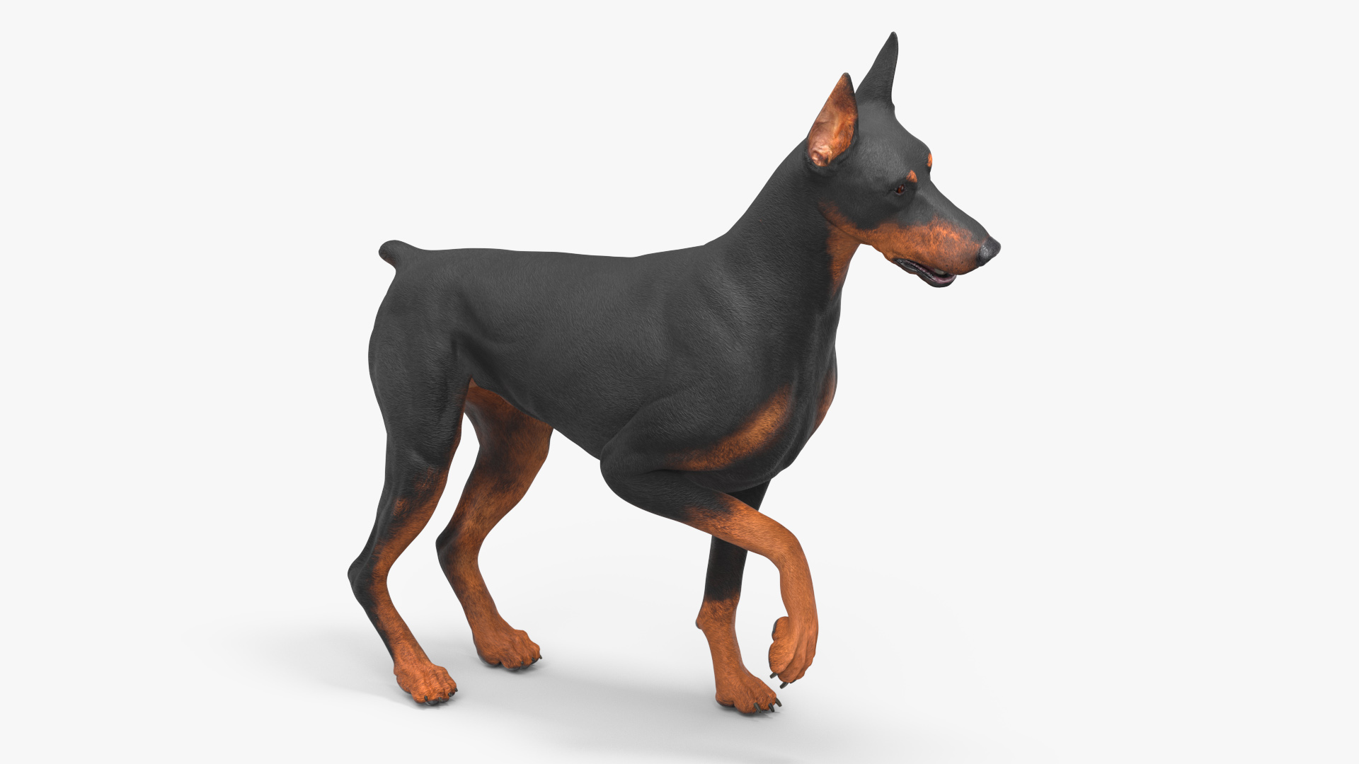 Doberman Pinscher Dog Rigged for Cinema 4D 3D
