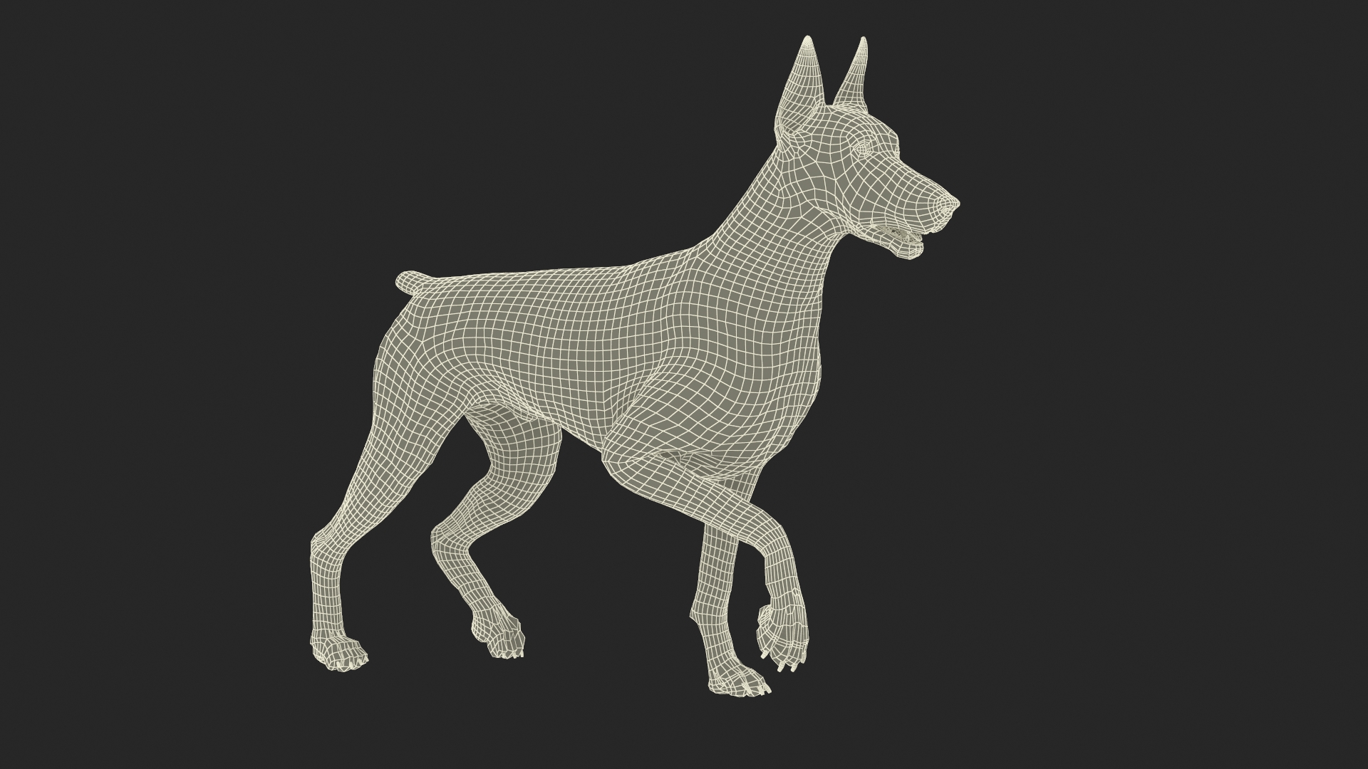 Doberman Pinscher Dog Rigged for Cinema 4D 3D