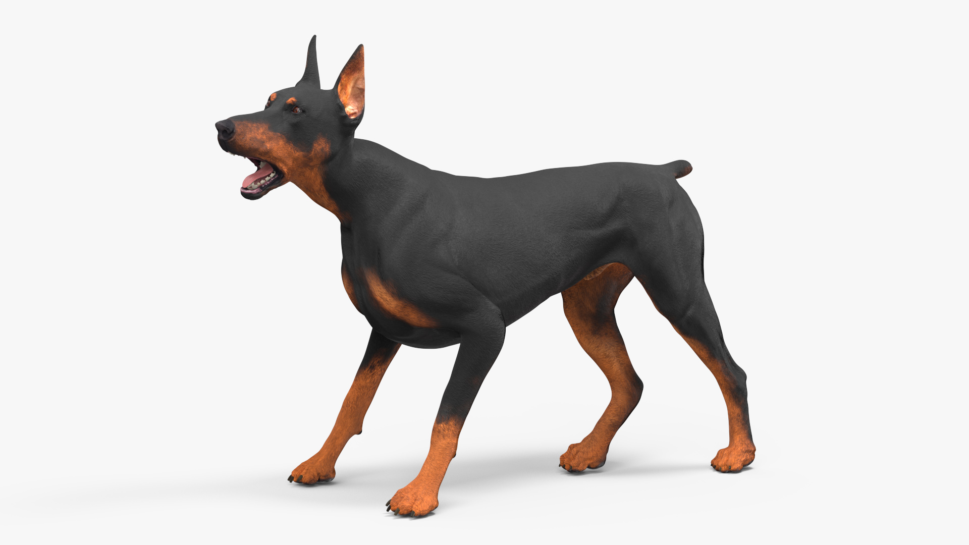 Doberman Pinscher Dog Rigged for Cinema 4D 3D