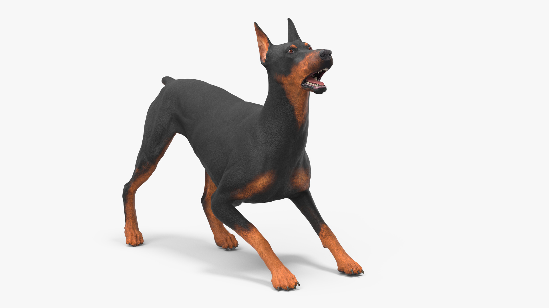 Doberman Pinscher Dog Rigged for Cinema 4D 3D
