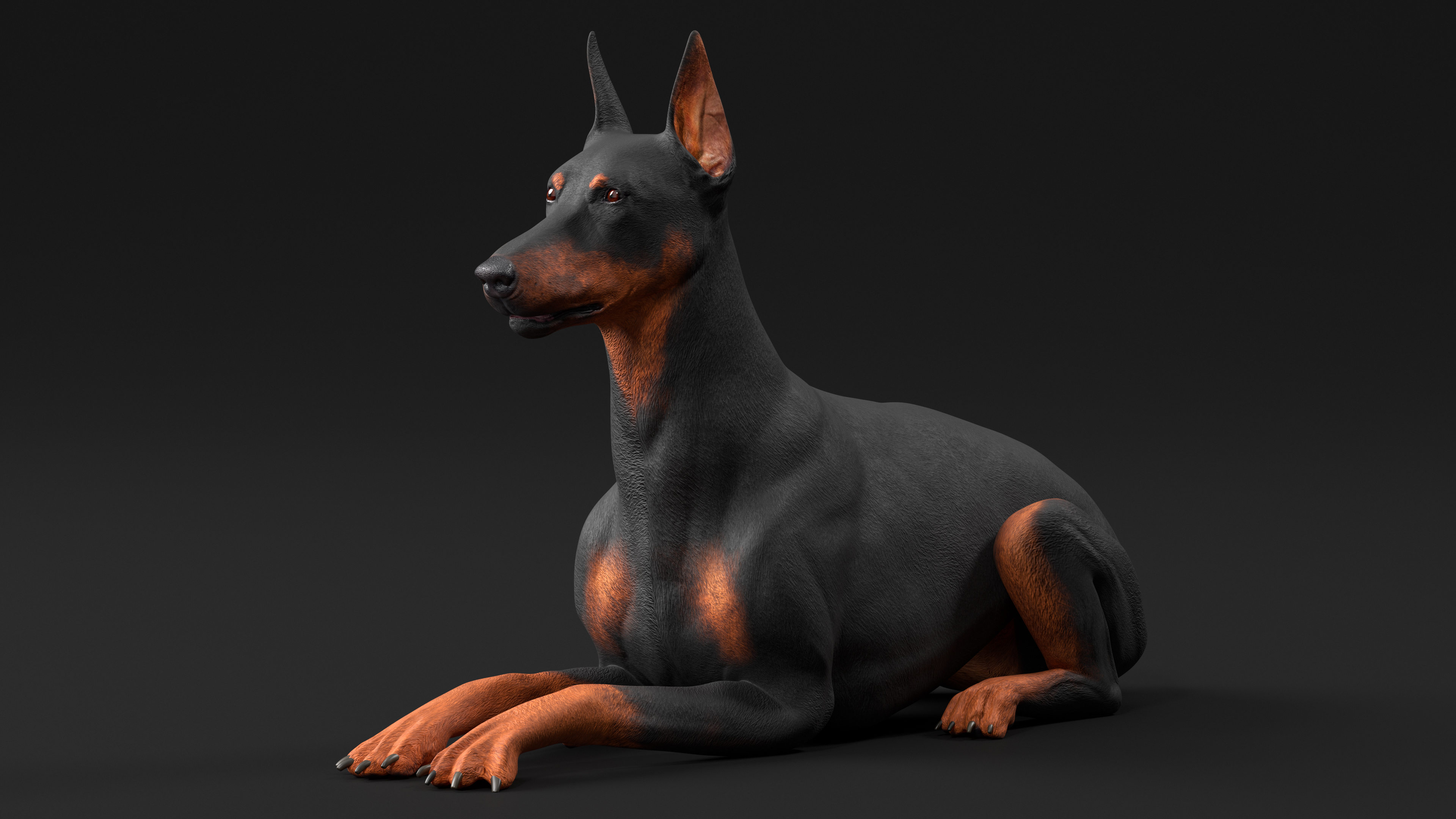 Doberman Pinscher Dog Rigged for Cinema 4D 3D