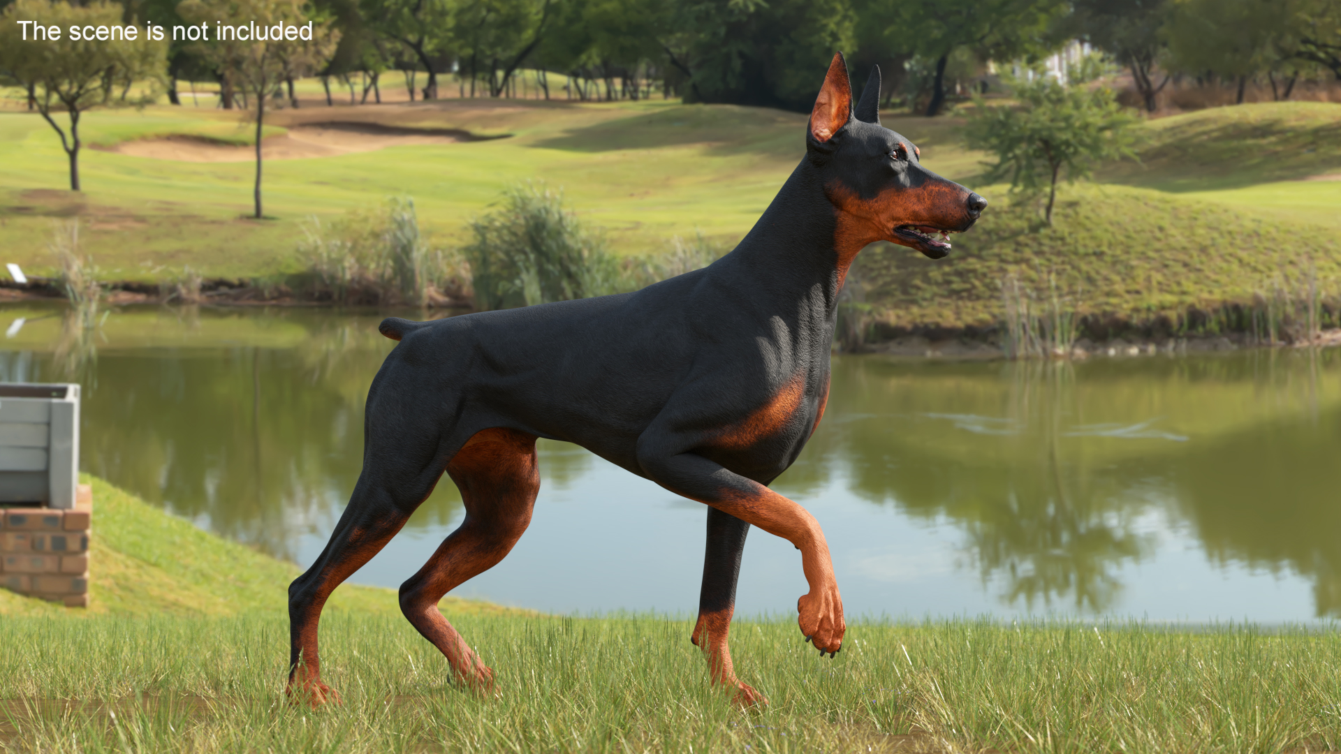 Doberman Pinscher Dog Rigged for Cinema 4D 3D