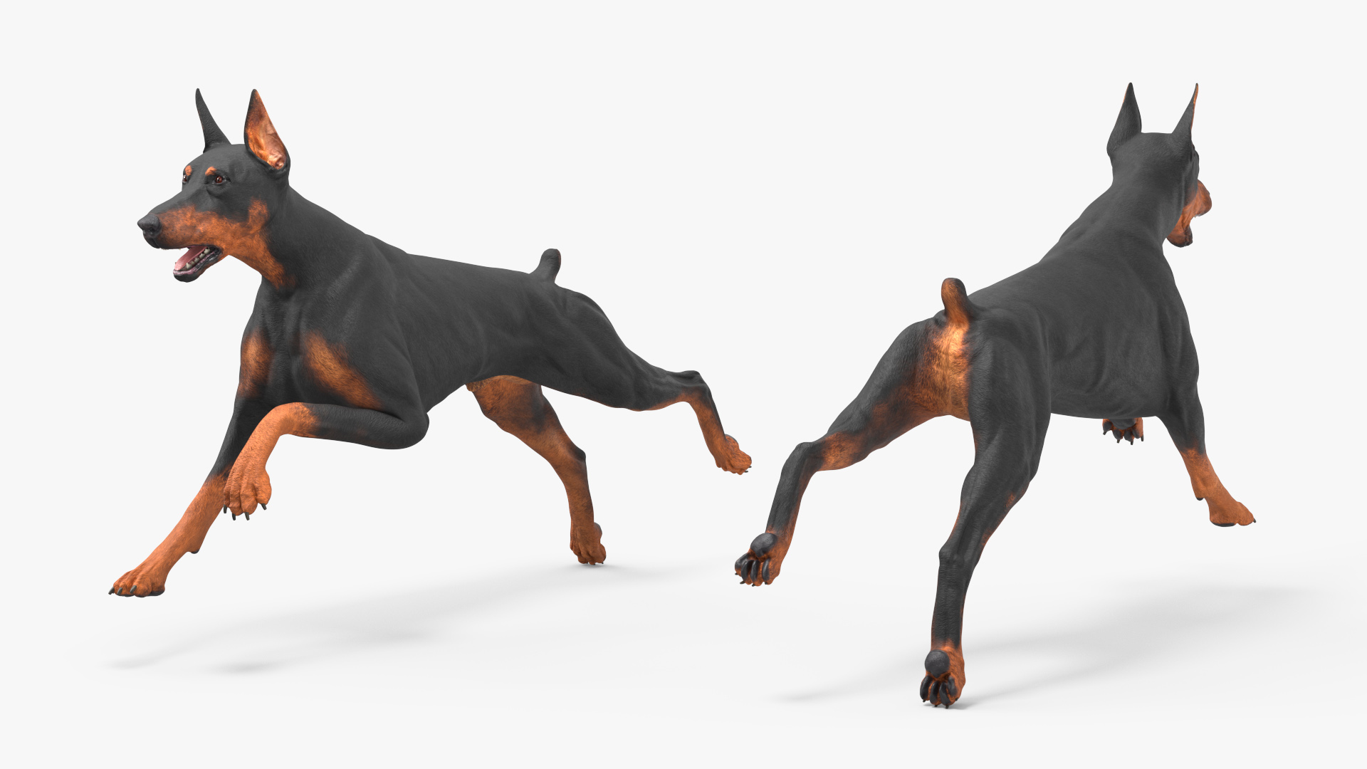 Doberman Pinscher Dog Rigged for Cinema 4D 3D
