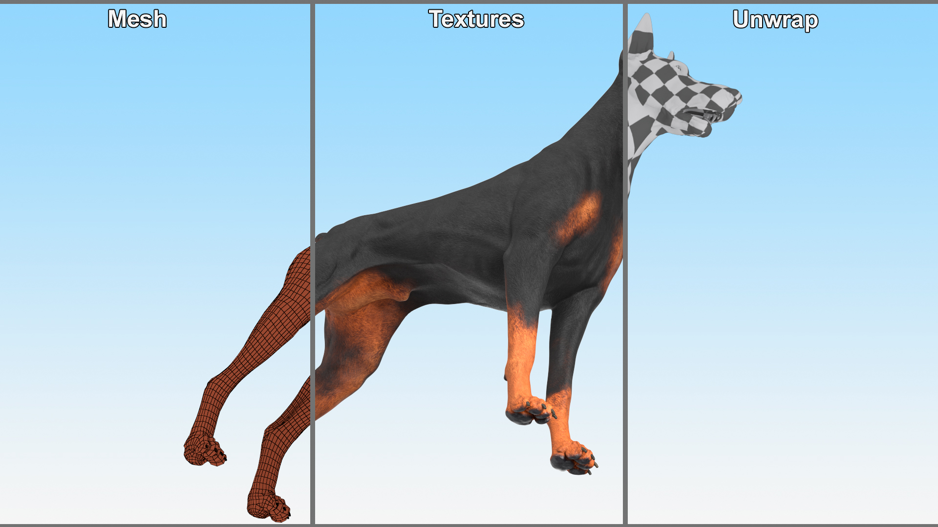 Doberman Pinscher Dog Rigged for Cinema 4D 3D