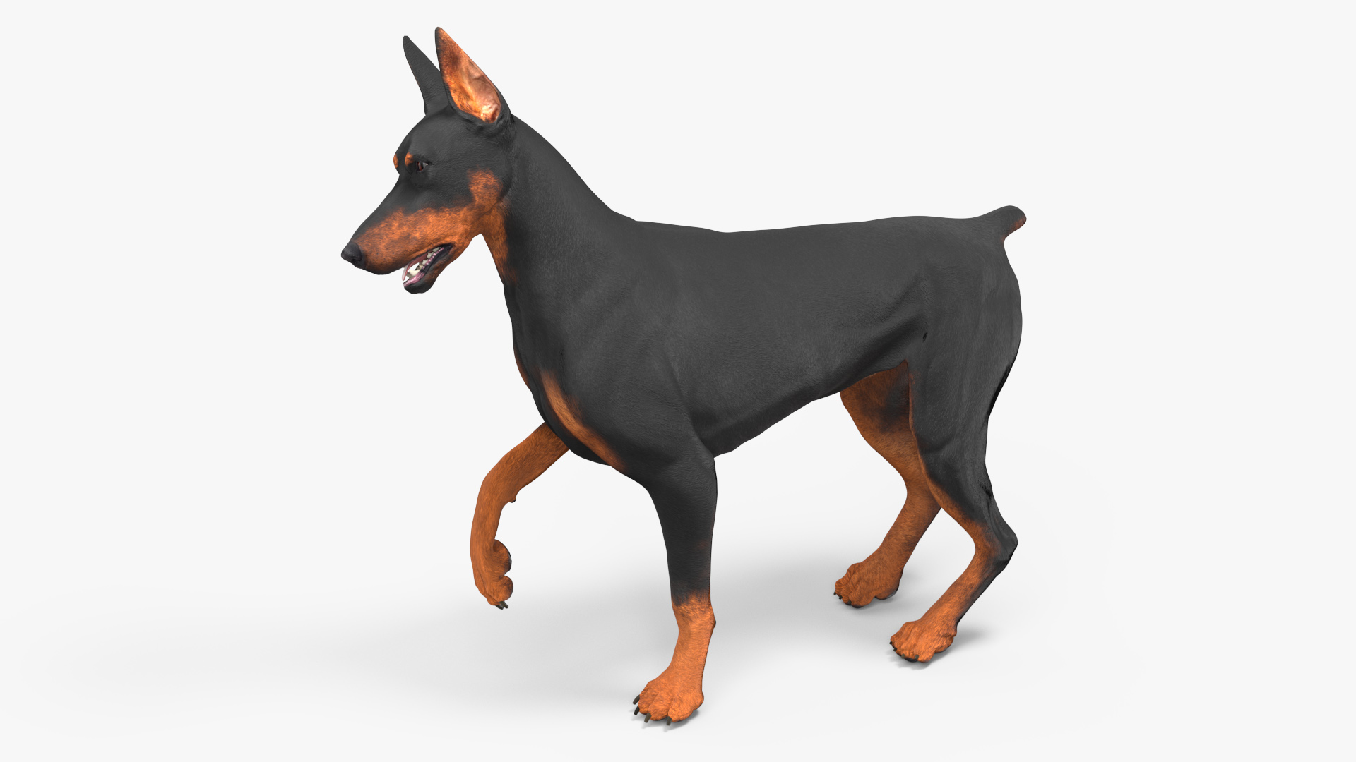 Doberman Pinscher Dog Rigged for Cinema 4D 3D