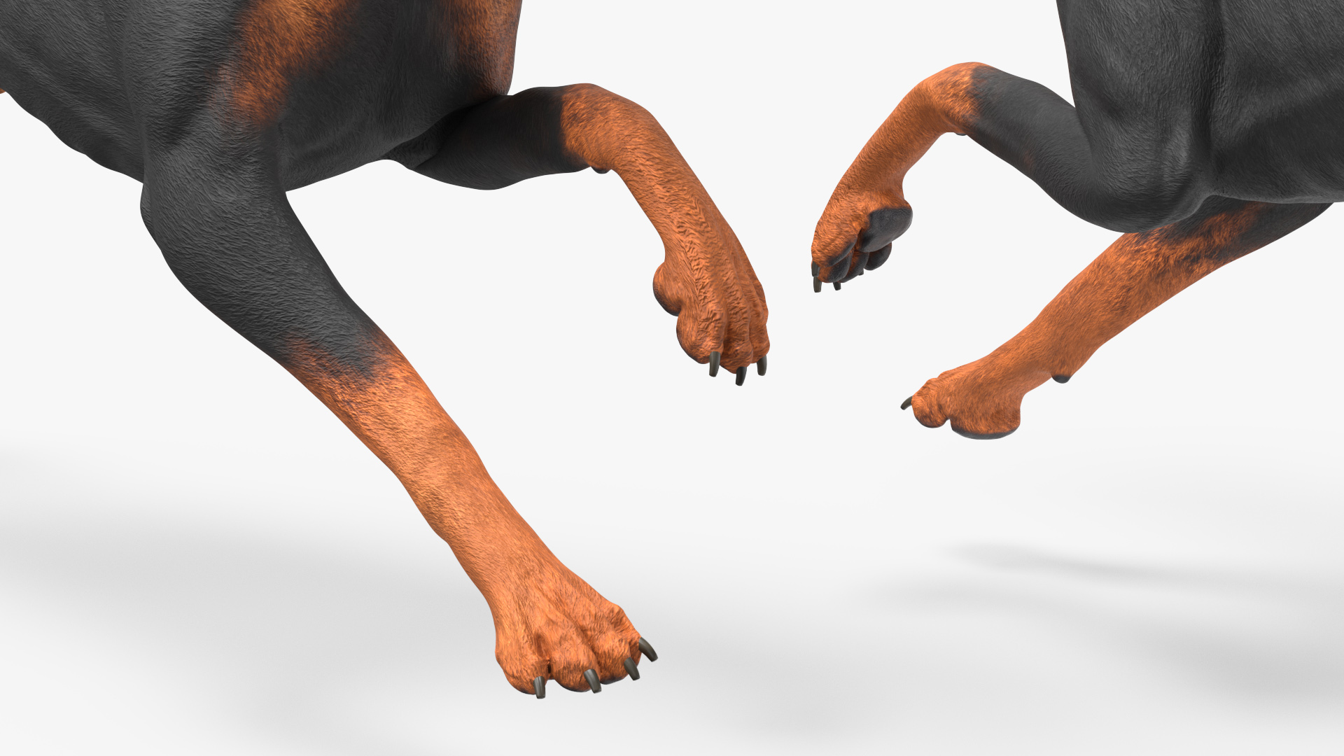Doberman Pinscher Dog Rigged for Cinema 4D 3D