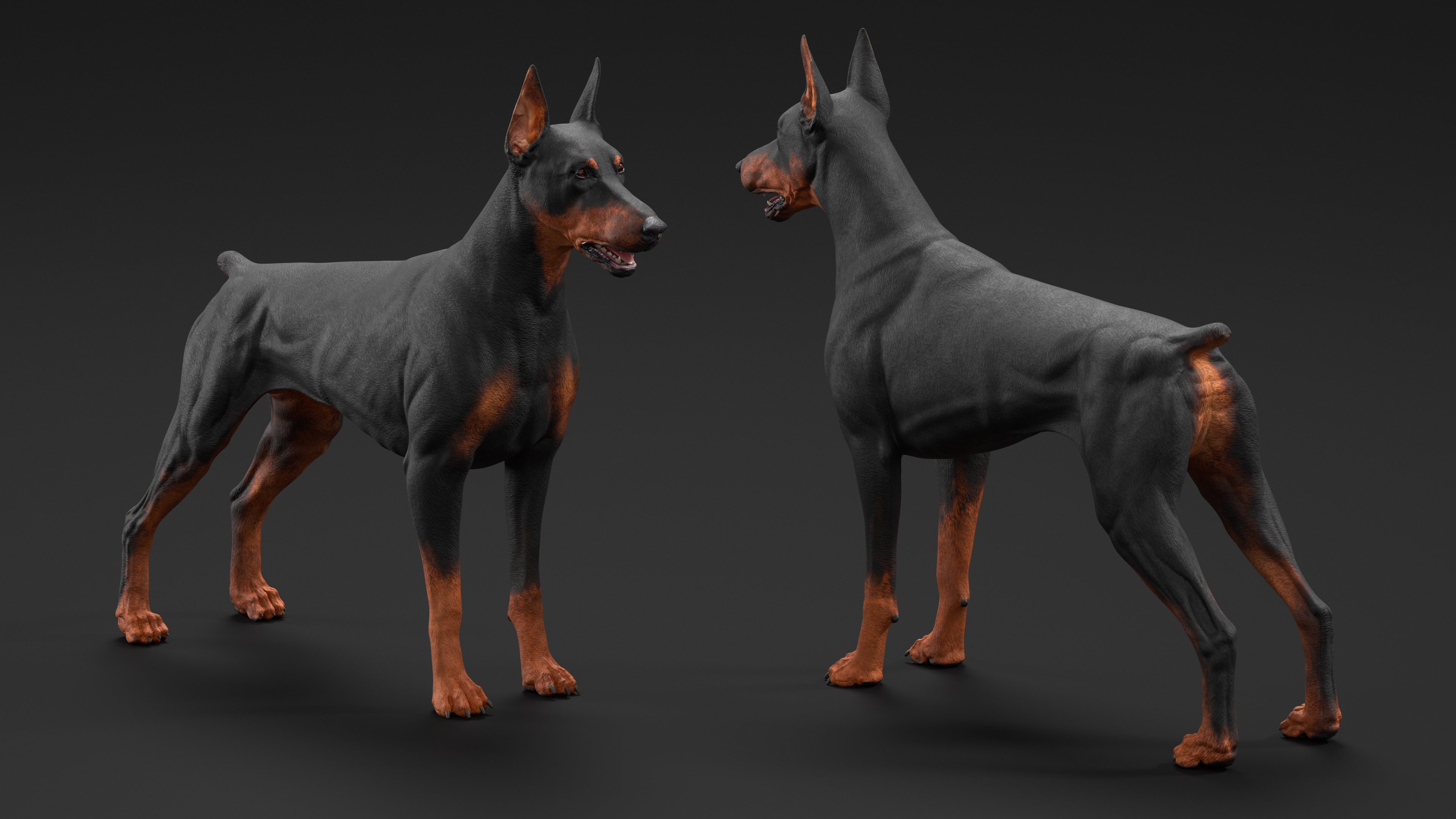 Doberman Pinscher Dog Rigged for Cinema 4D 3D