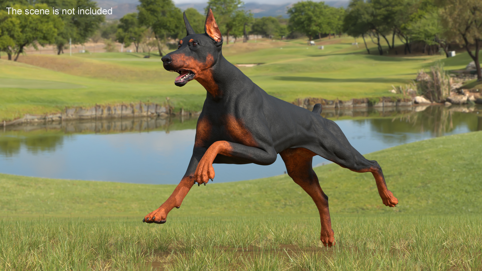Doberman Pinscher Dog Rigged for Cinema 4D 3D