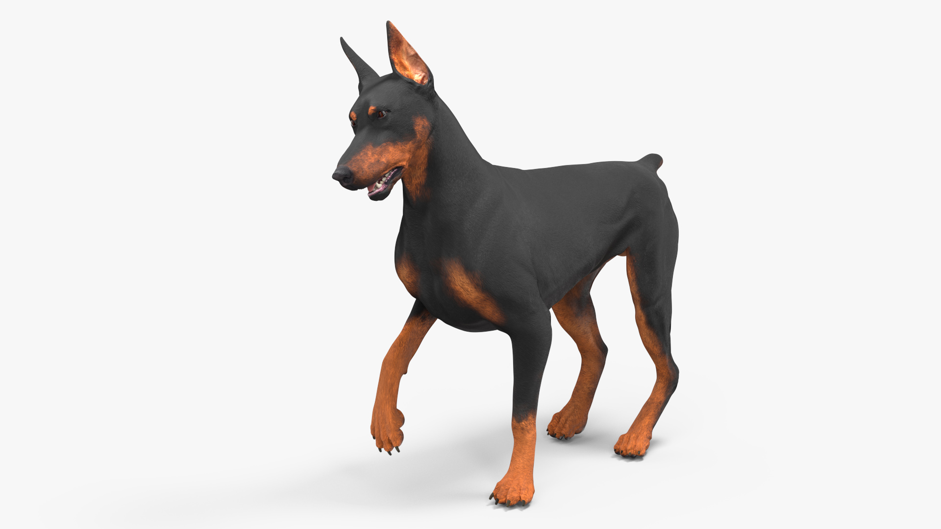 Doberman Pinscher Dog Rigged for Cinema 4D 3D