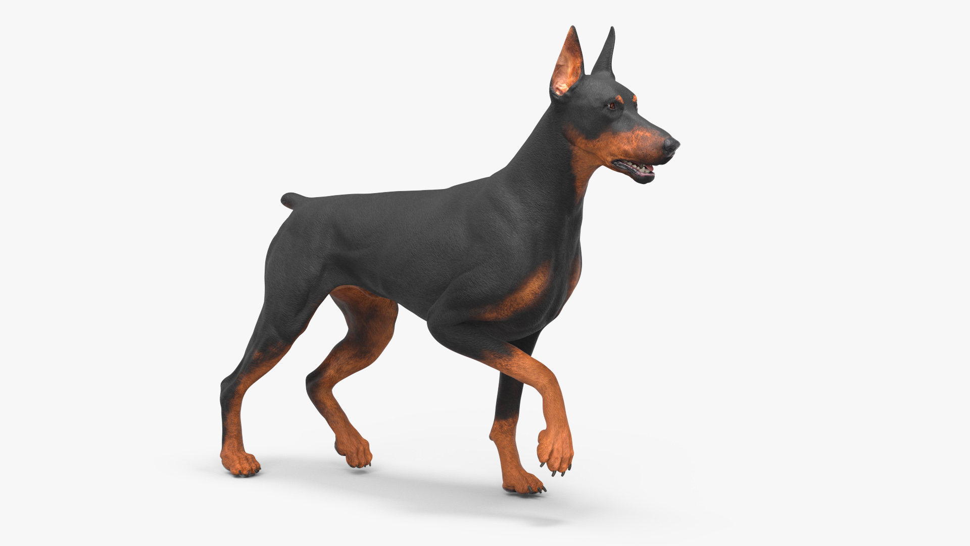 Doberman Pinscher Dog Rigged for Cinema 4D 3D