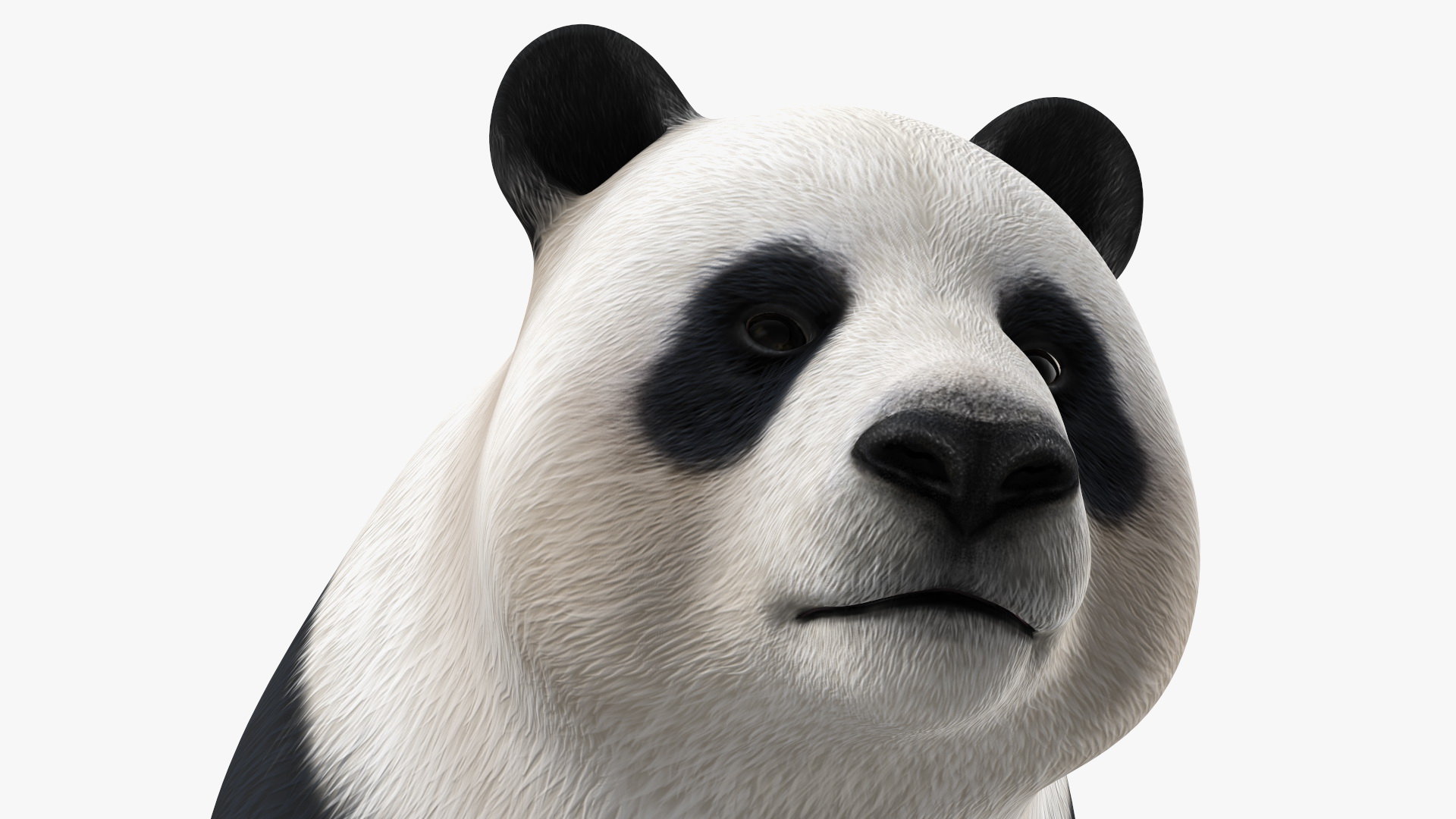 3D Giant Panda