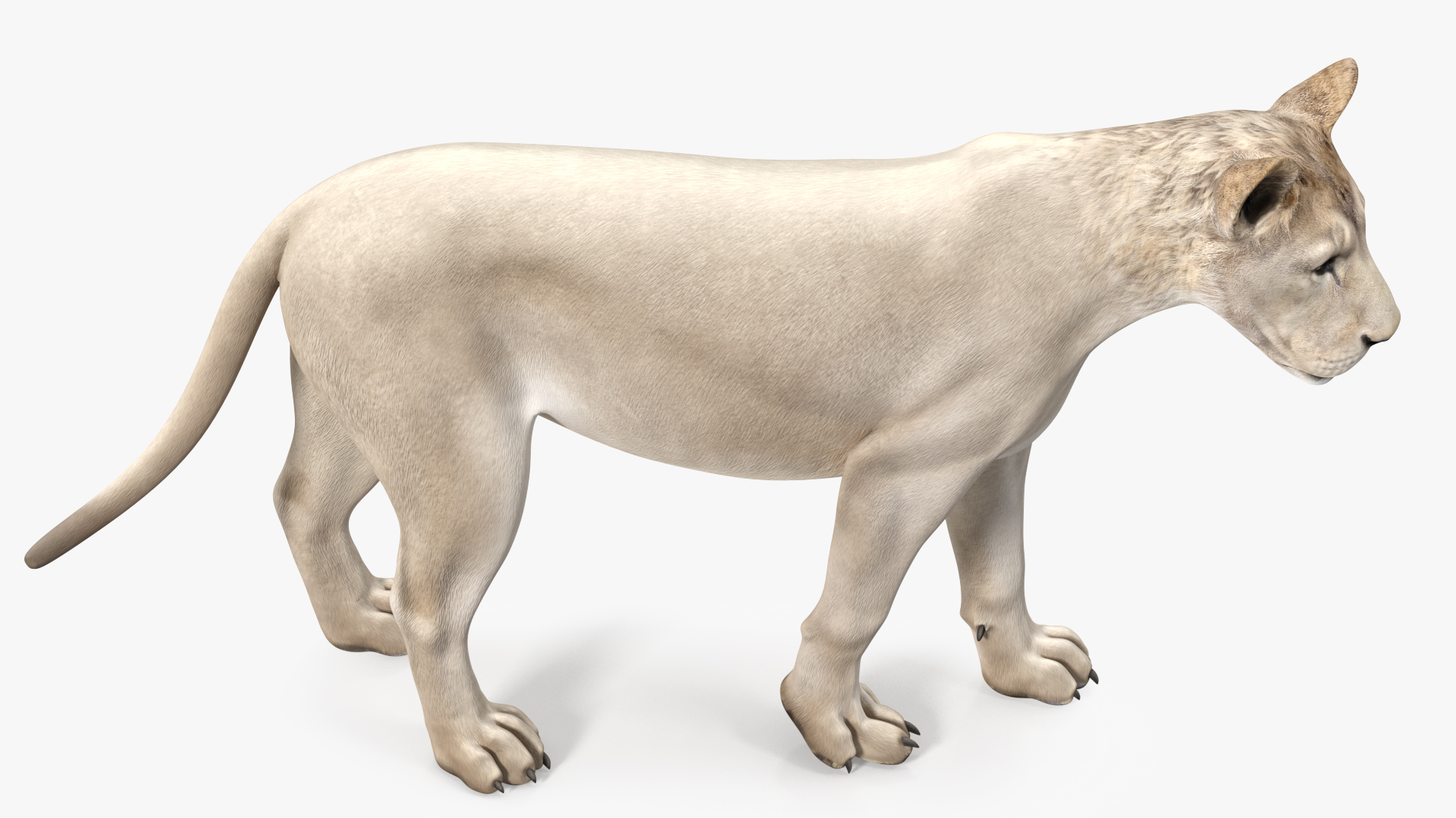 White Young Lion Walking Pose 3D model