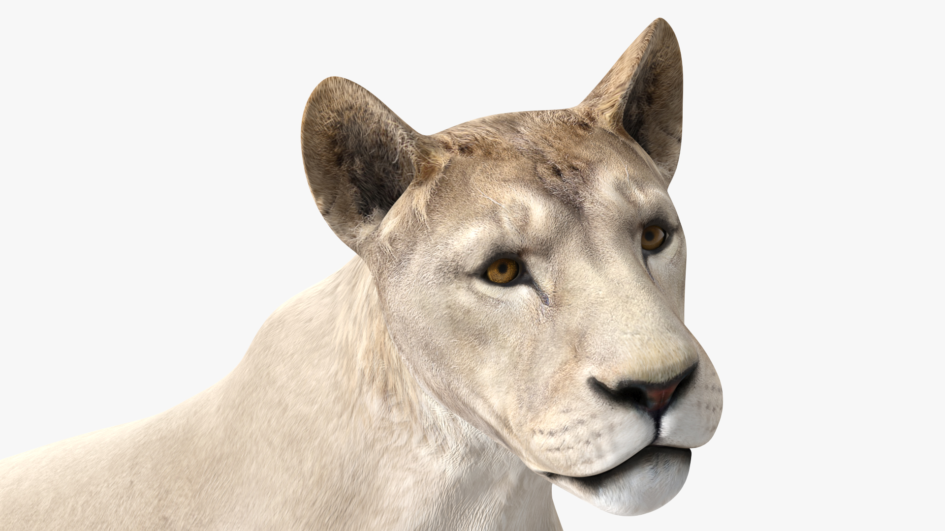 White Young Lion Walking Pose 3D model