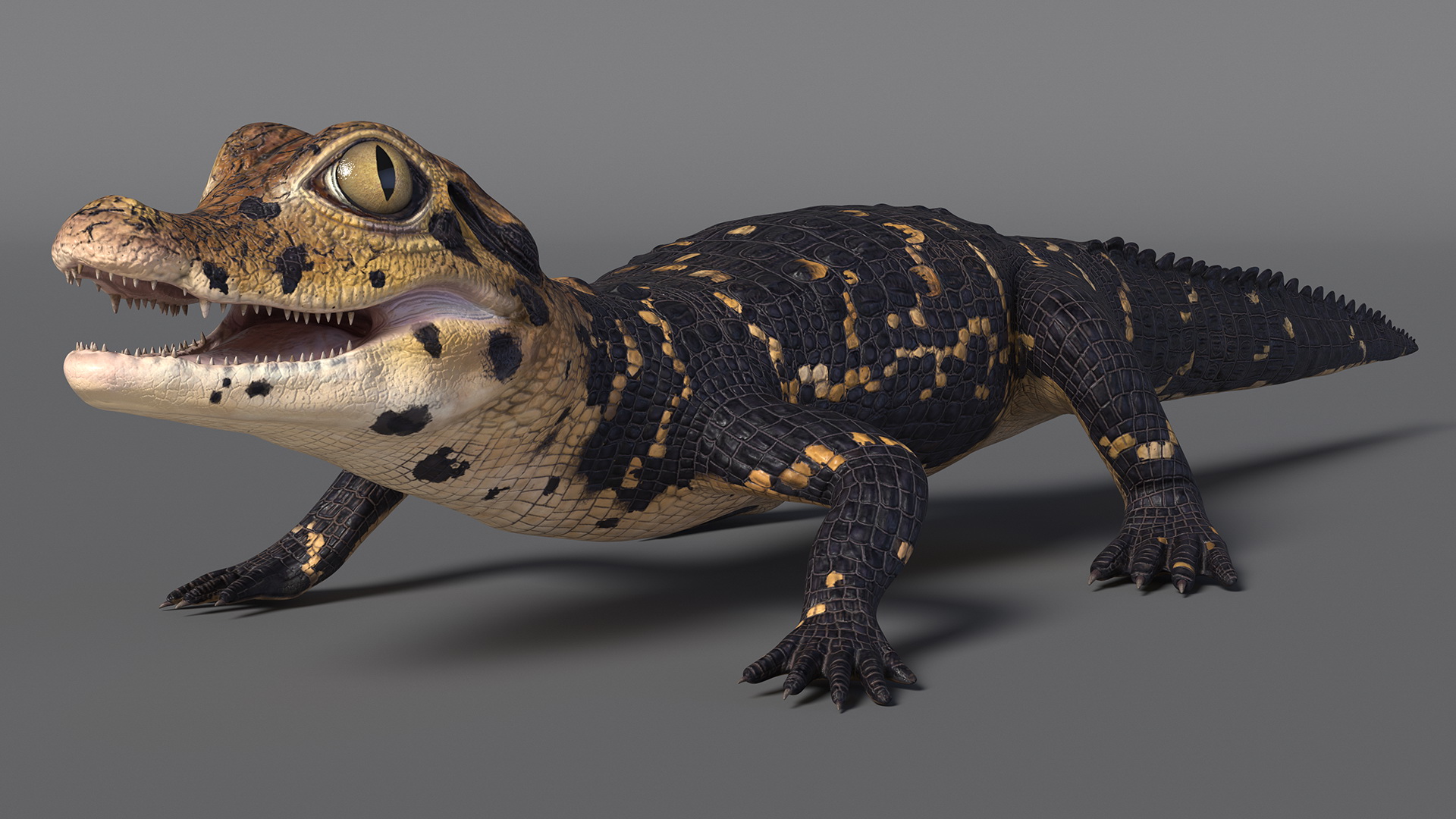 Black Caiman Baby 3D