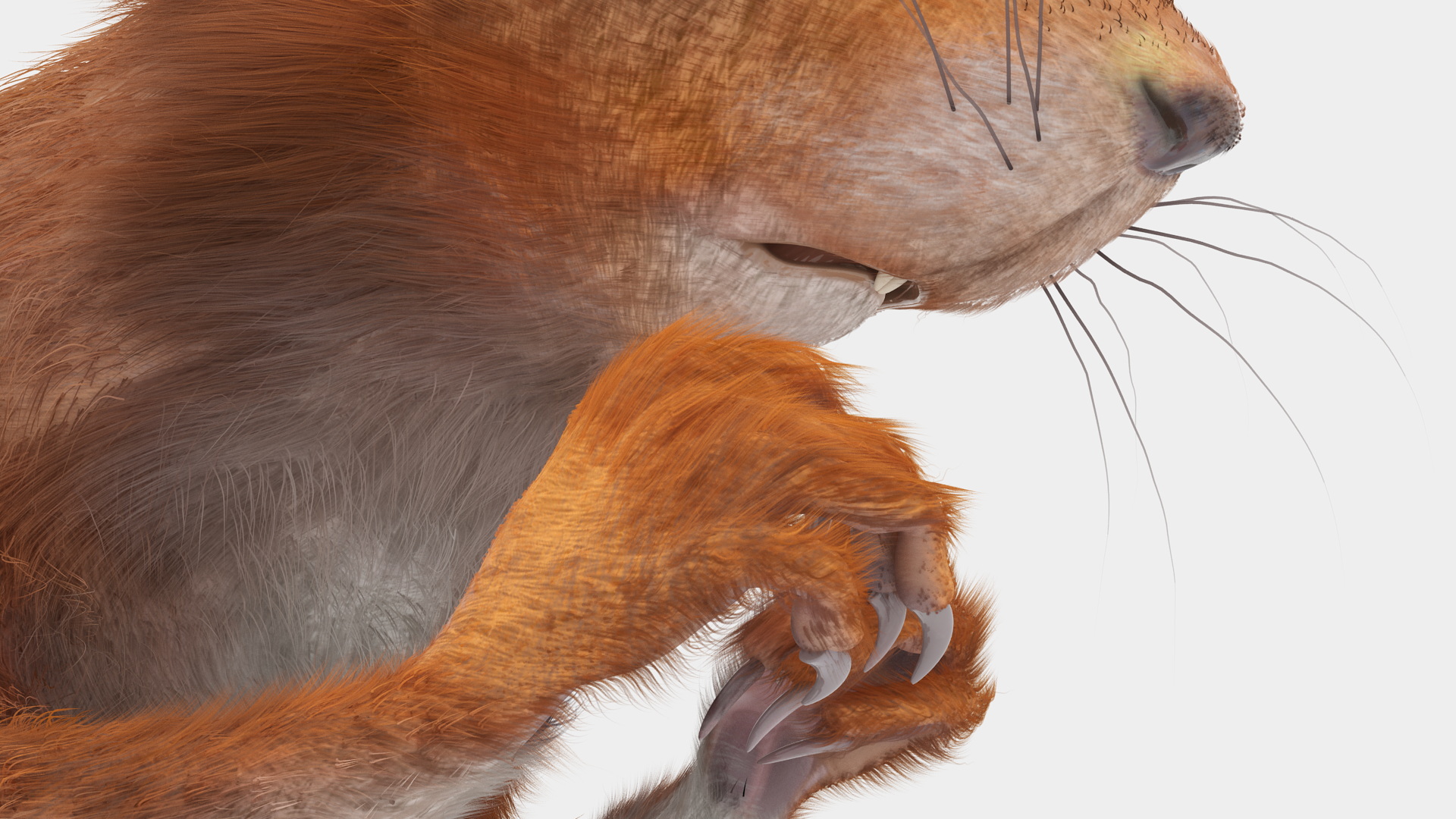 Red Squirrel in a Sitting Pose Fur 3D model
