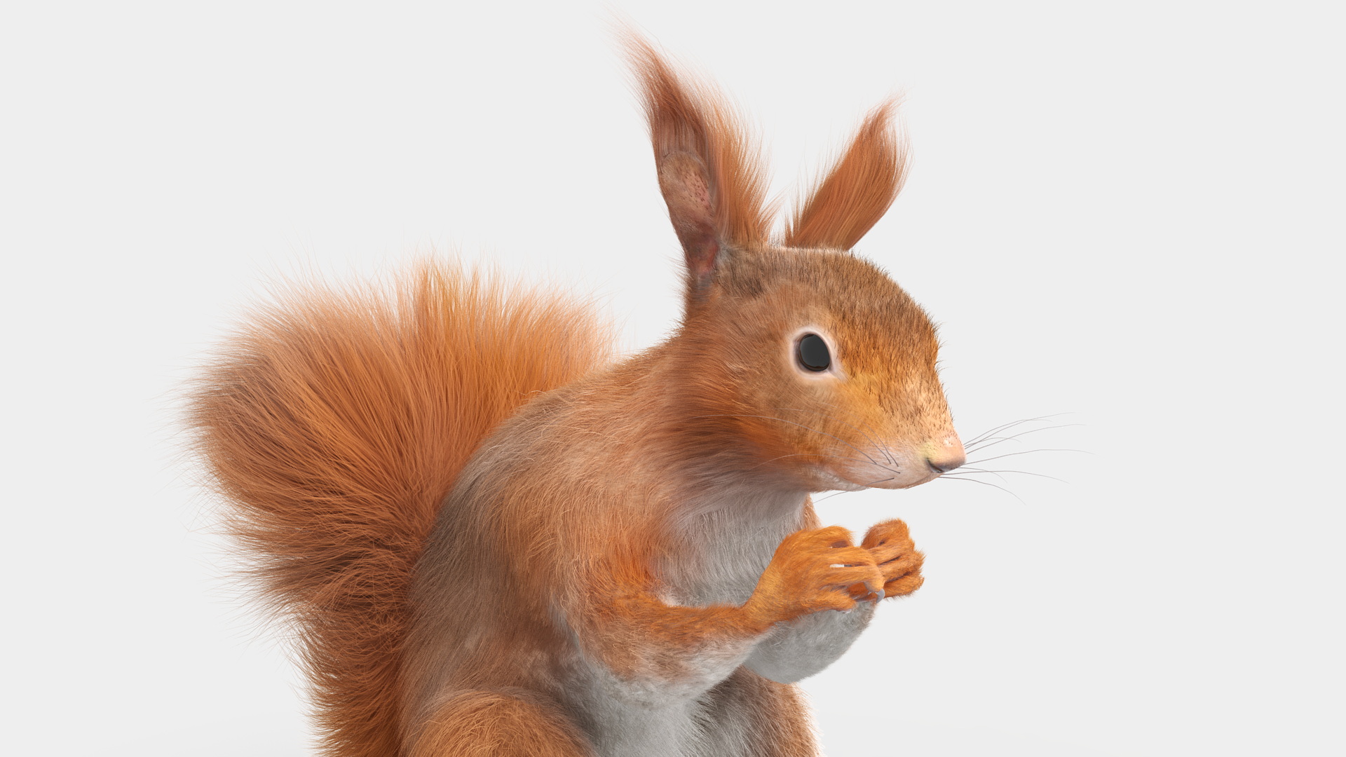 Red Squirrel in a Sitting Pose Fur 3D model