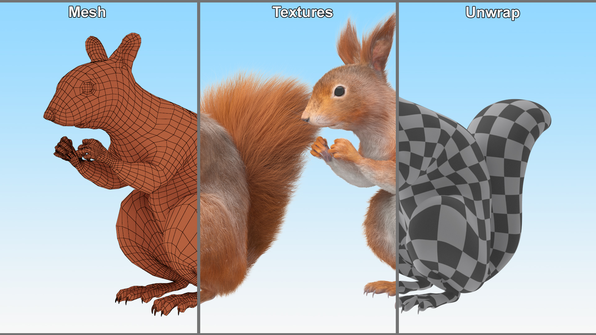 Red Squirrel in a Sitting Pose Fur 3D model