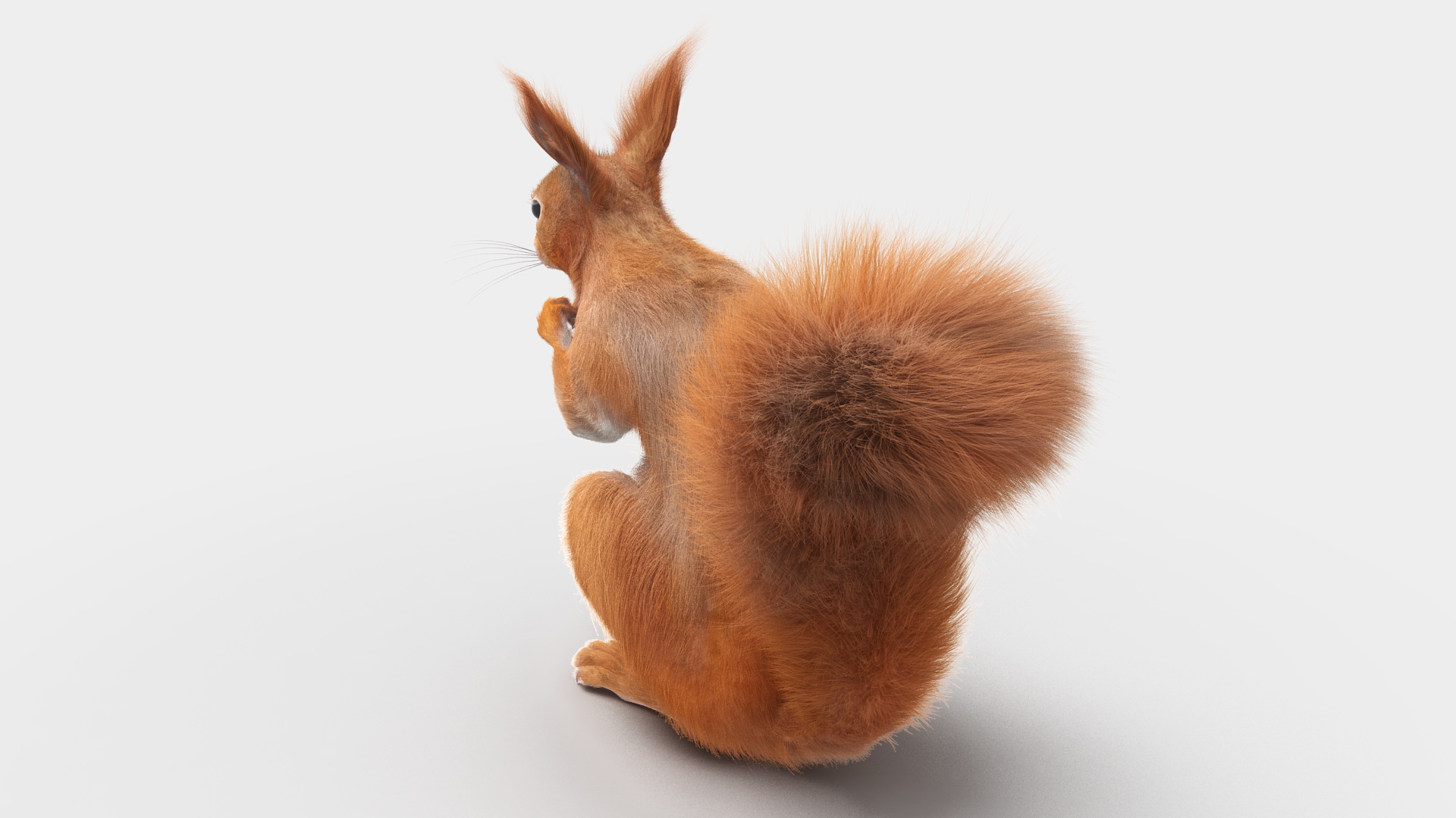 Red Squirrel in a Sitting Pose Fur 3D model