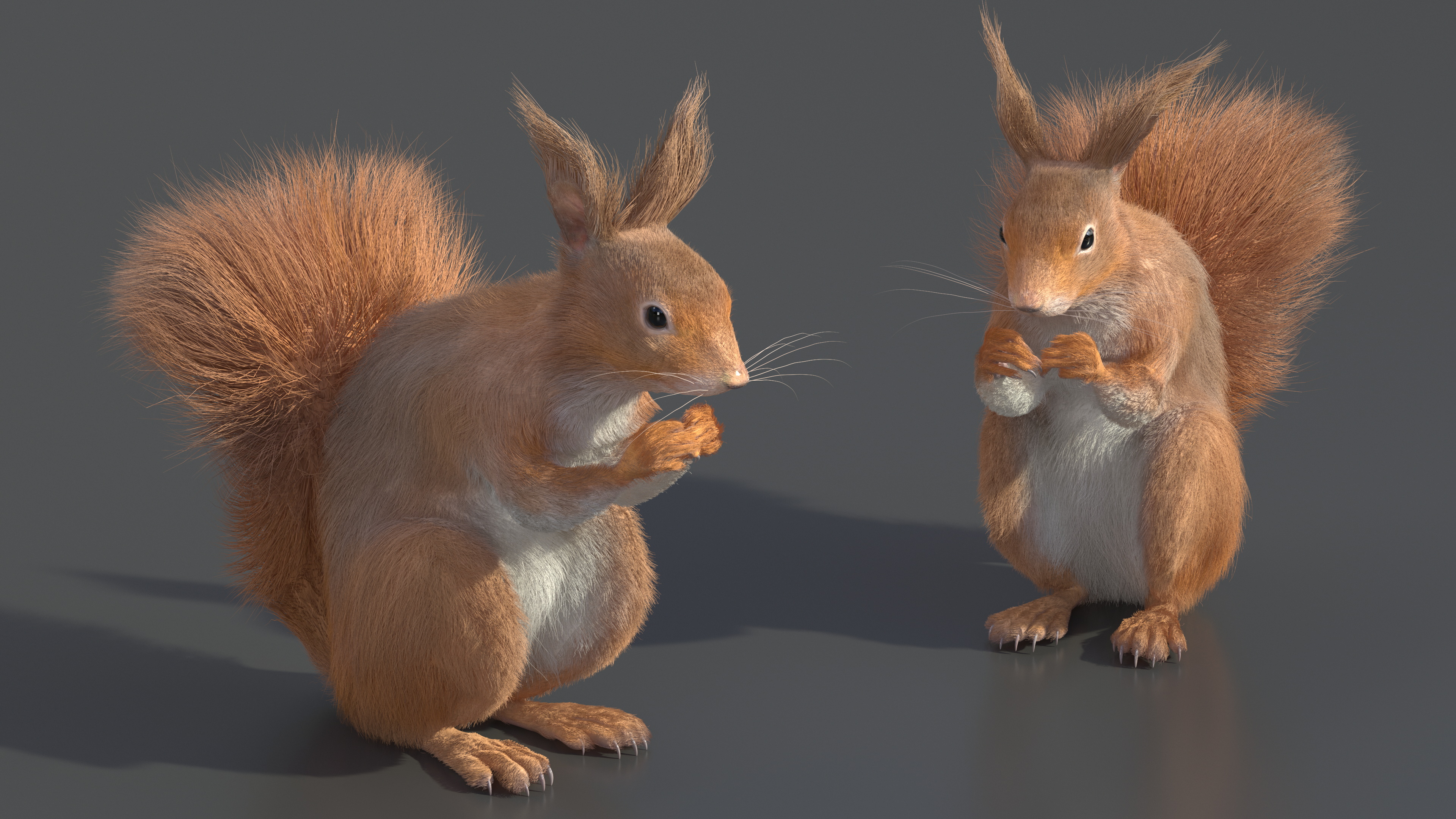 Red Squirrel in a Sitting Pose Fur 3D model