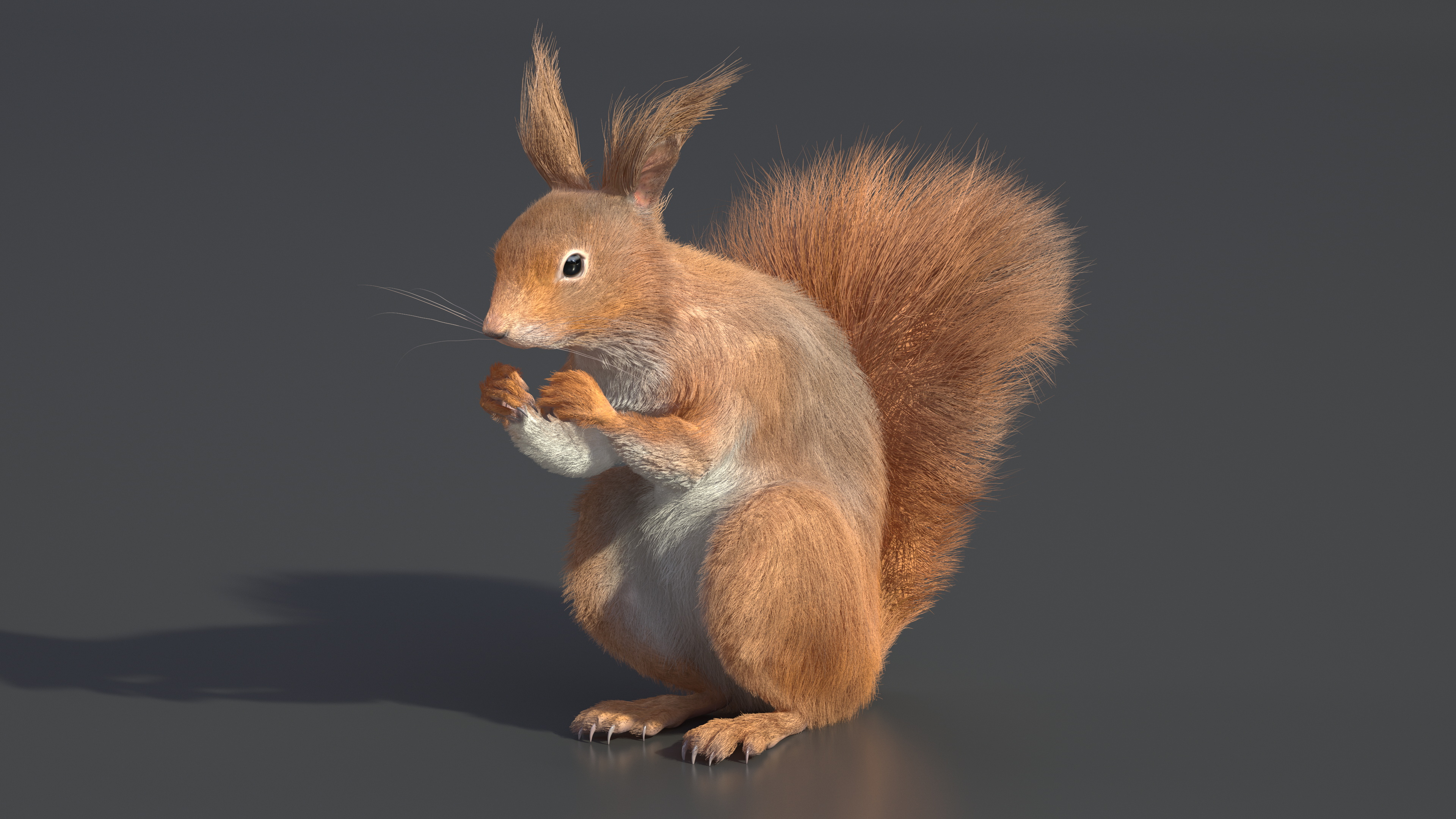 Red Squirrel in a Sitting Pose Fur 3D model