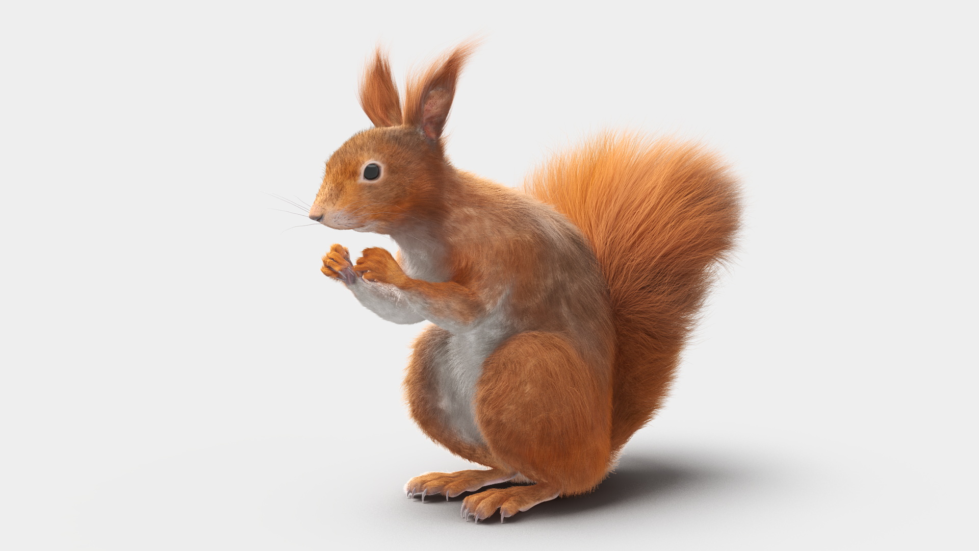 Red Squirrel in a Sitting Pose Fur 3D model