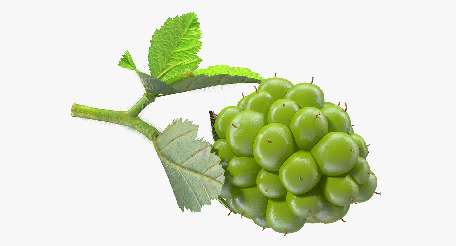 Unripe Green Blackberry with Leaves Fur 3D model