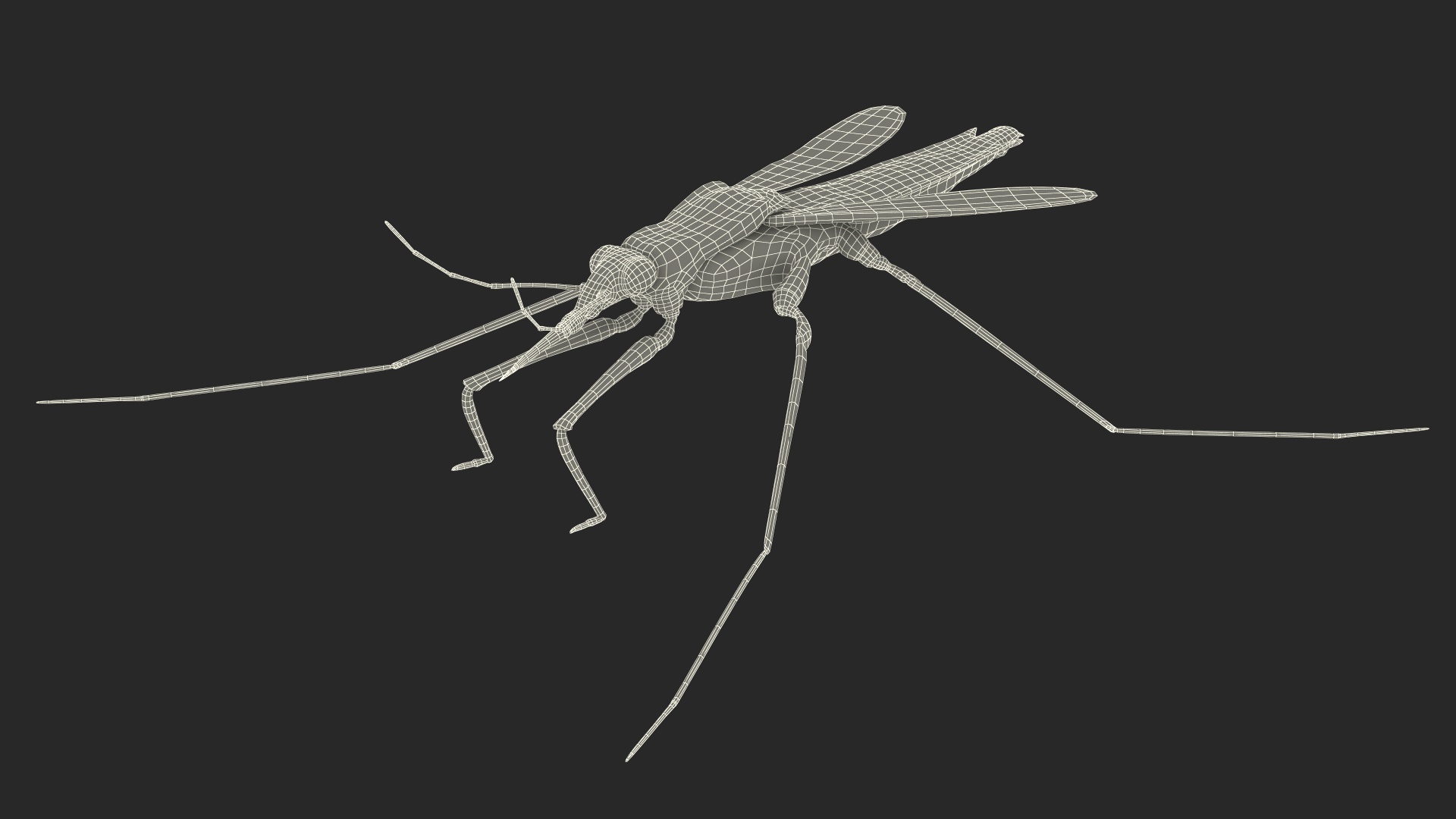 Water Strider Stand Pose 3D model