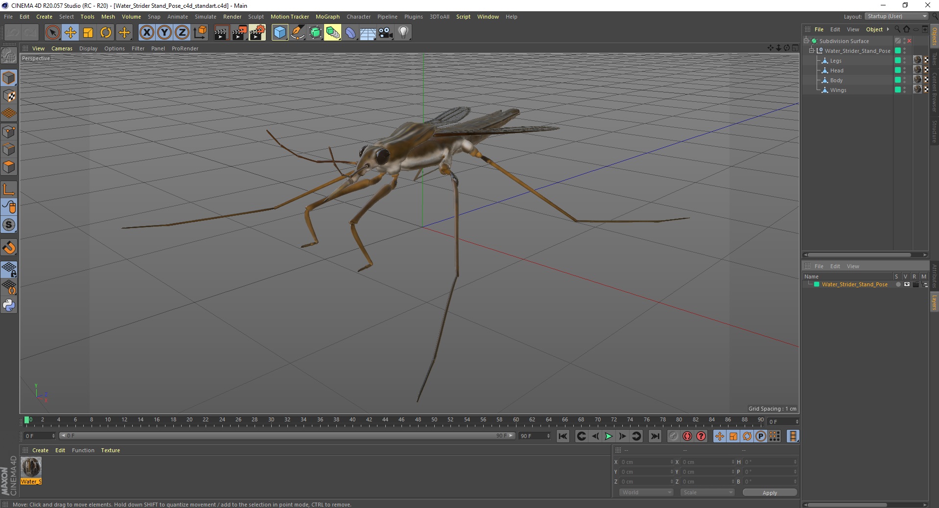Water Strider Stand Pose 3D model