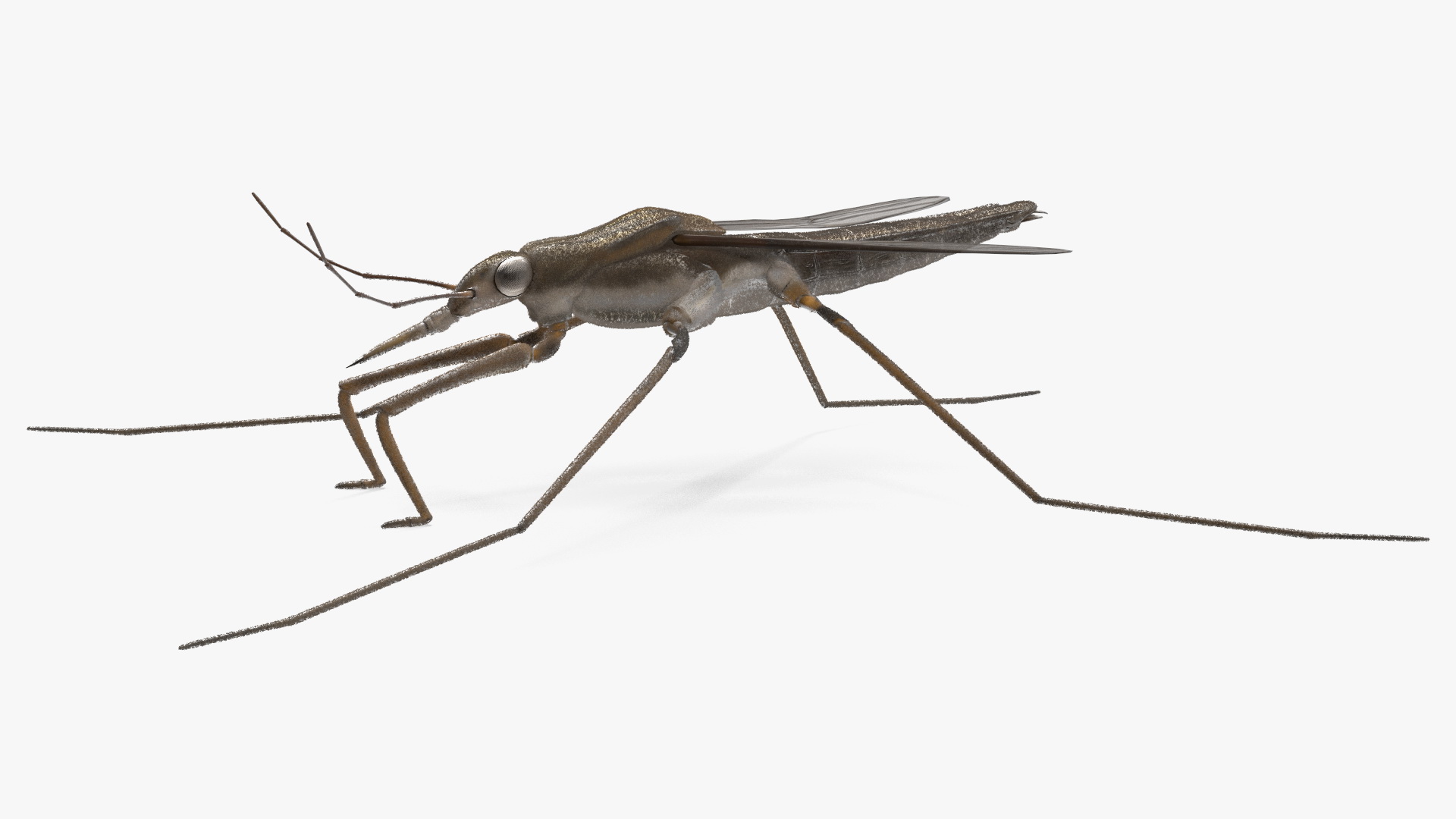 Water Strider Stand Pose 3D model