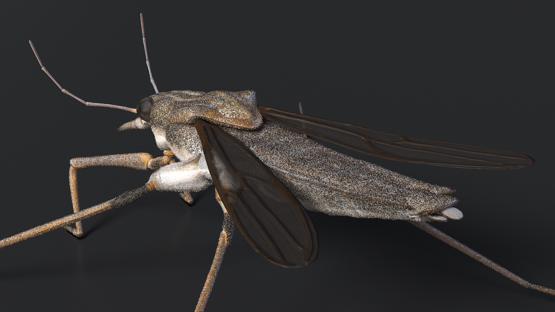 Water Strider Stand Pose 3D model