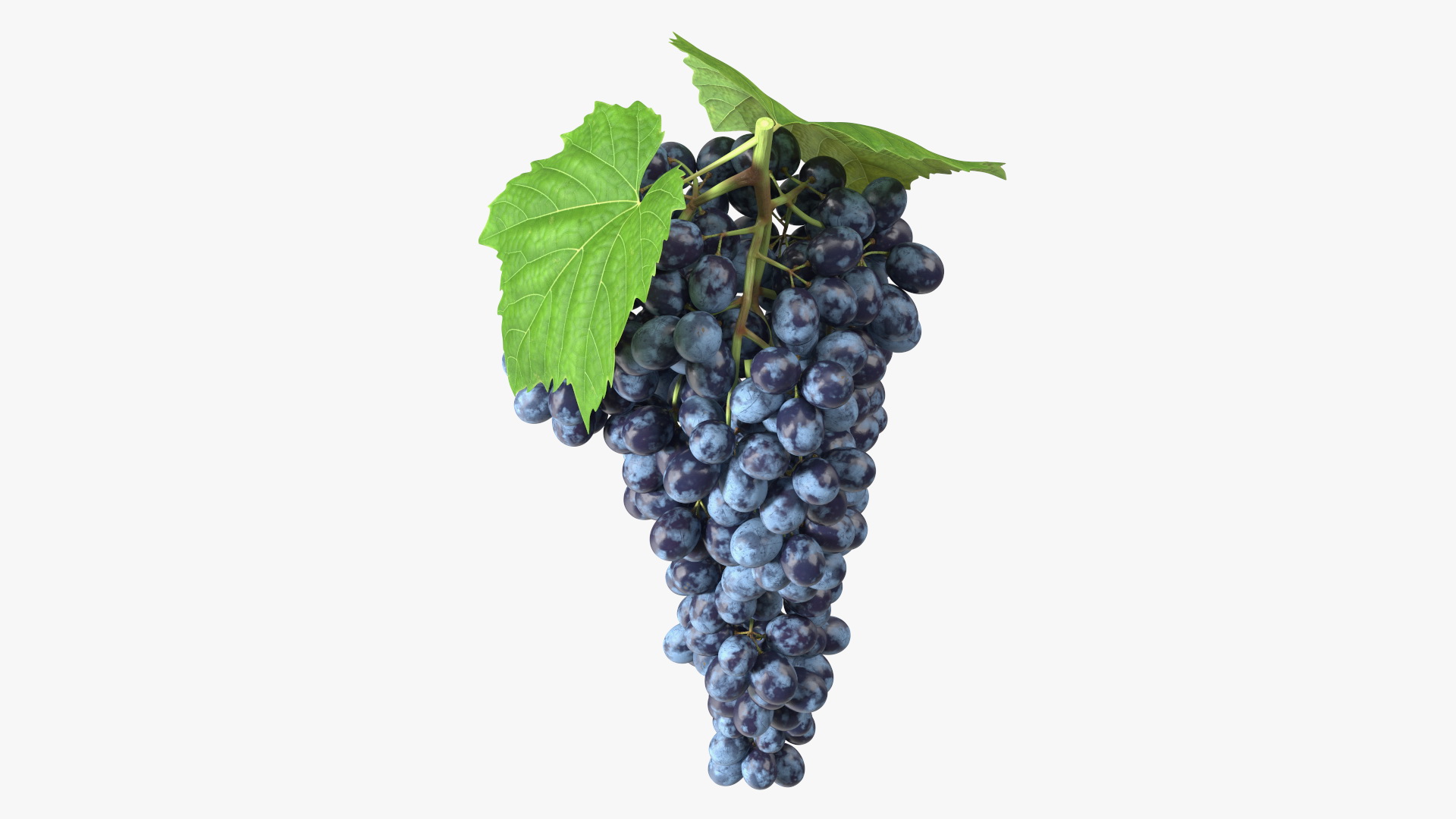 3D Blue Sultana Grape Cluster