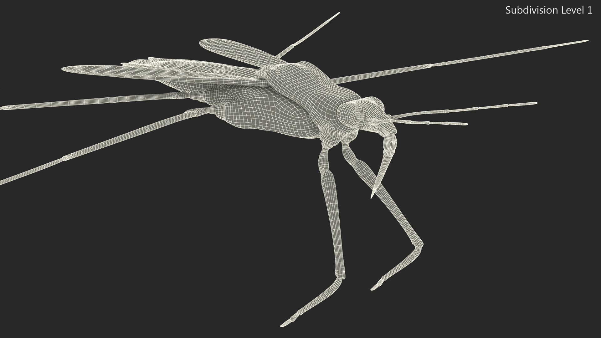 3D Water Strider model