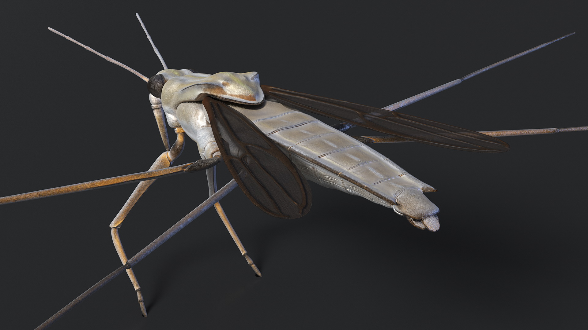 3D Water Strider model