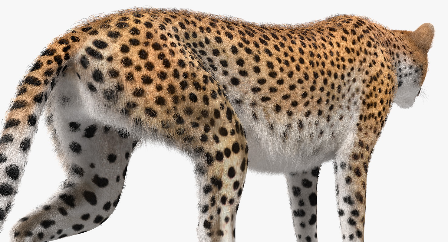 3D African Large Cat Cheetah Standing Pose with Fur model