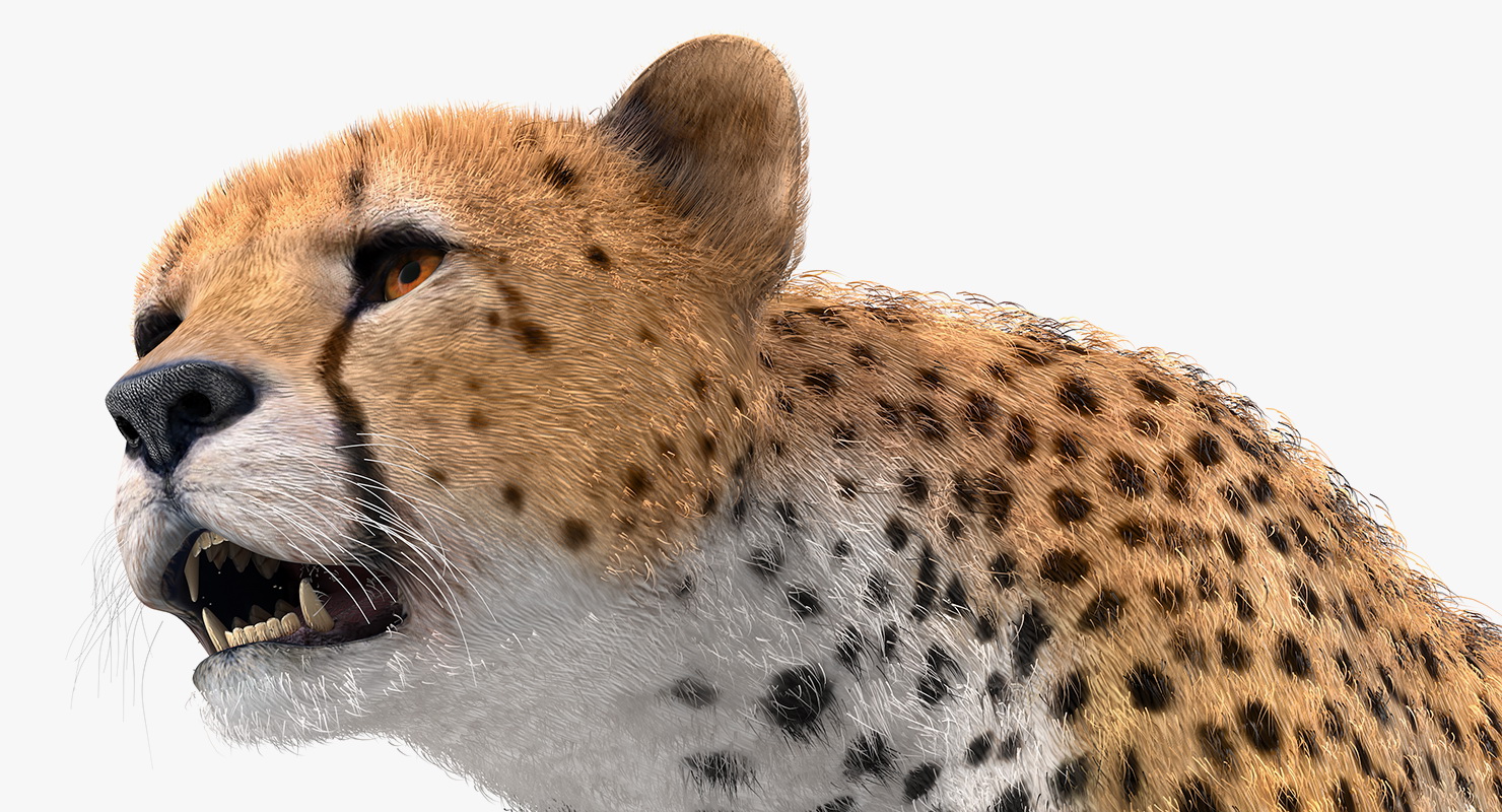 3D African Large Cat Cheetah Standing Pose with Fur model