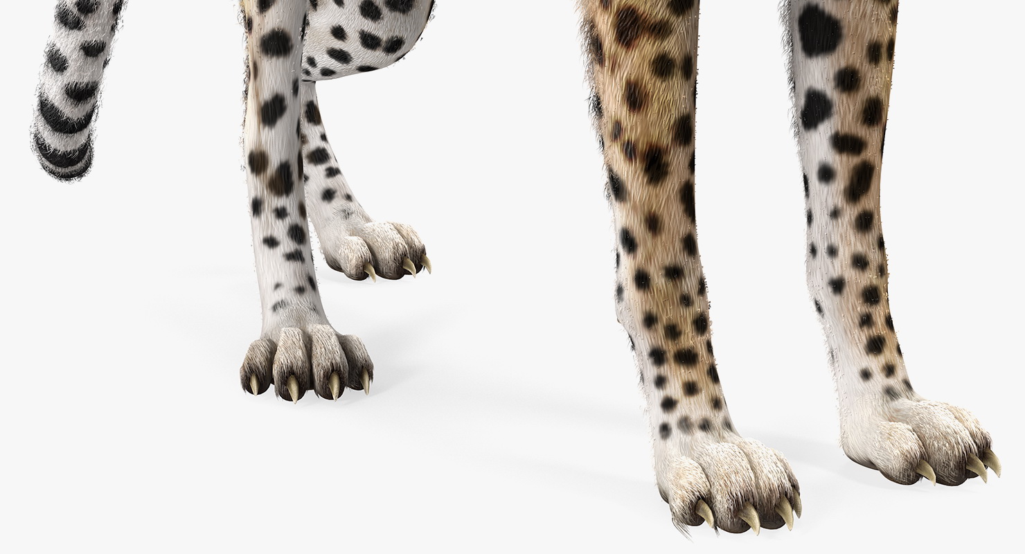 3D African Large Cat Cheetah Standing Pose with Fur model