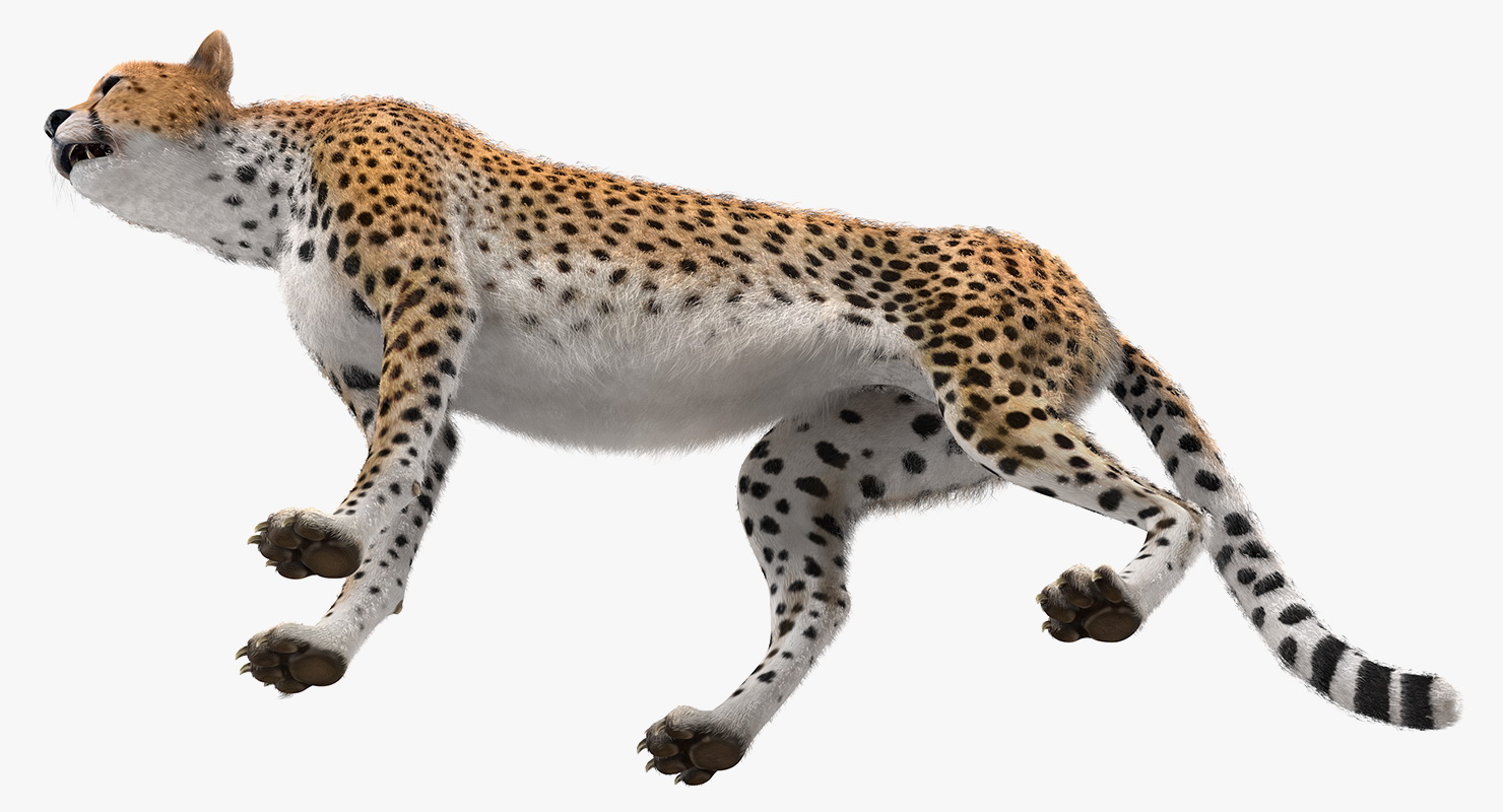 3D African Large Cat Cheetah Standing Pose with Fur model