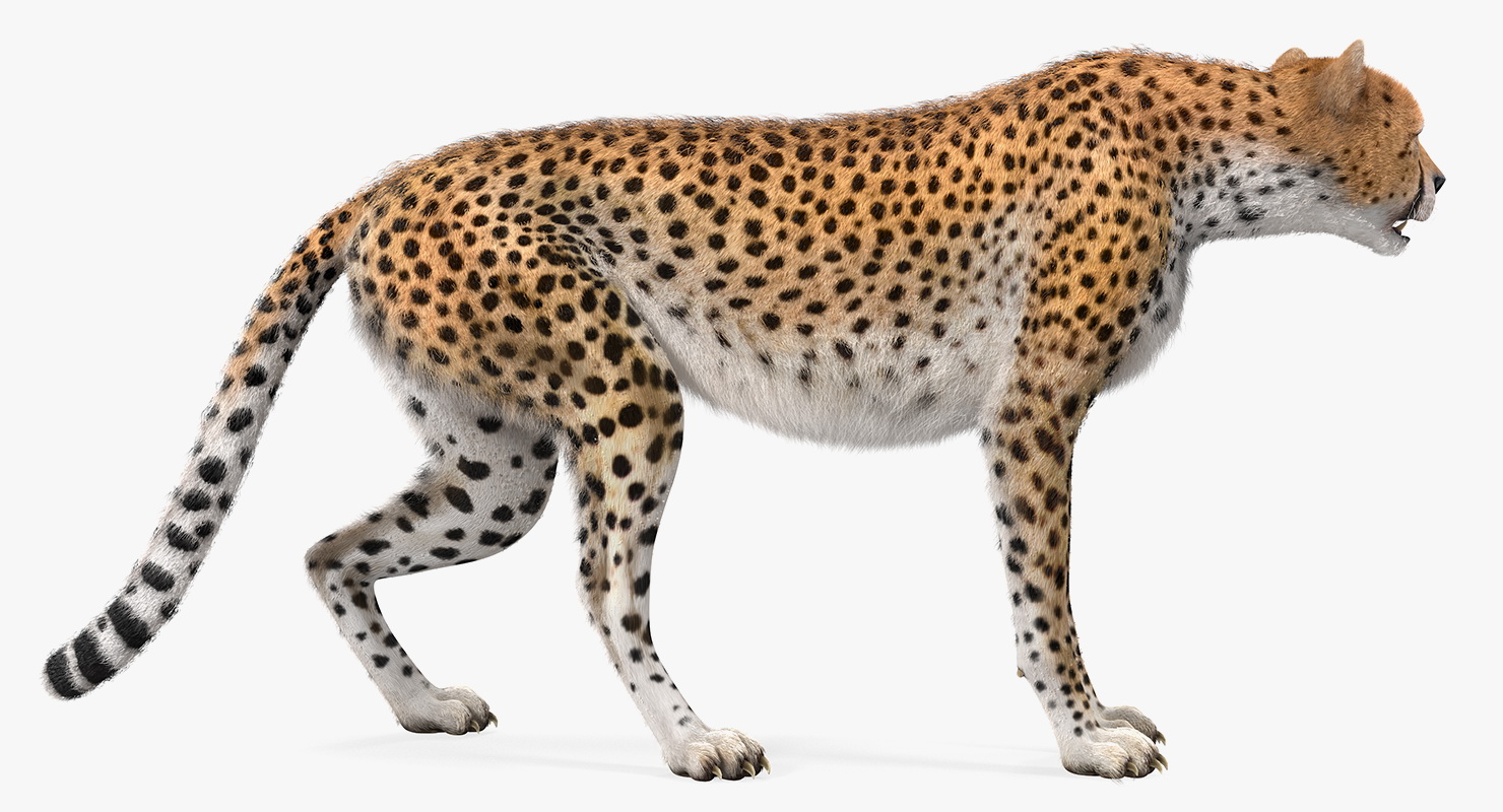 3D African Large Cat Cheetah Standing Pose with Fur model