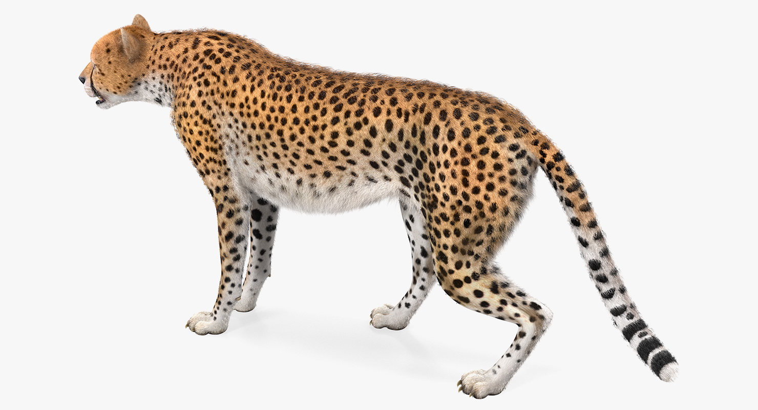 3D African Large Cat Cheetah Standing Pose with Fur model