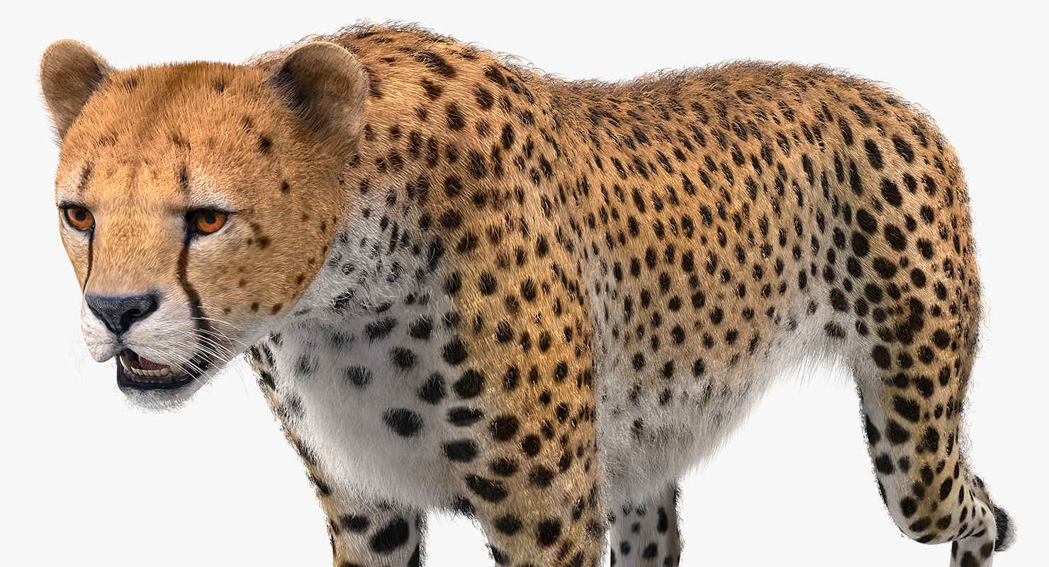 3D African Large Cat Cheetah Standing Pose with Fur model