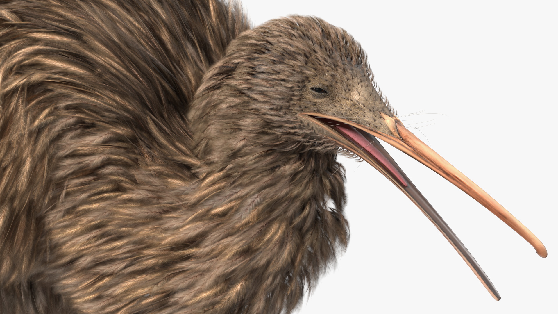 Kiwi Bird Walk Pose 3D model